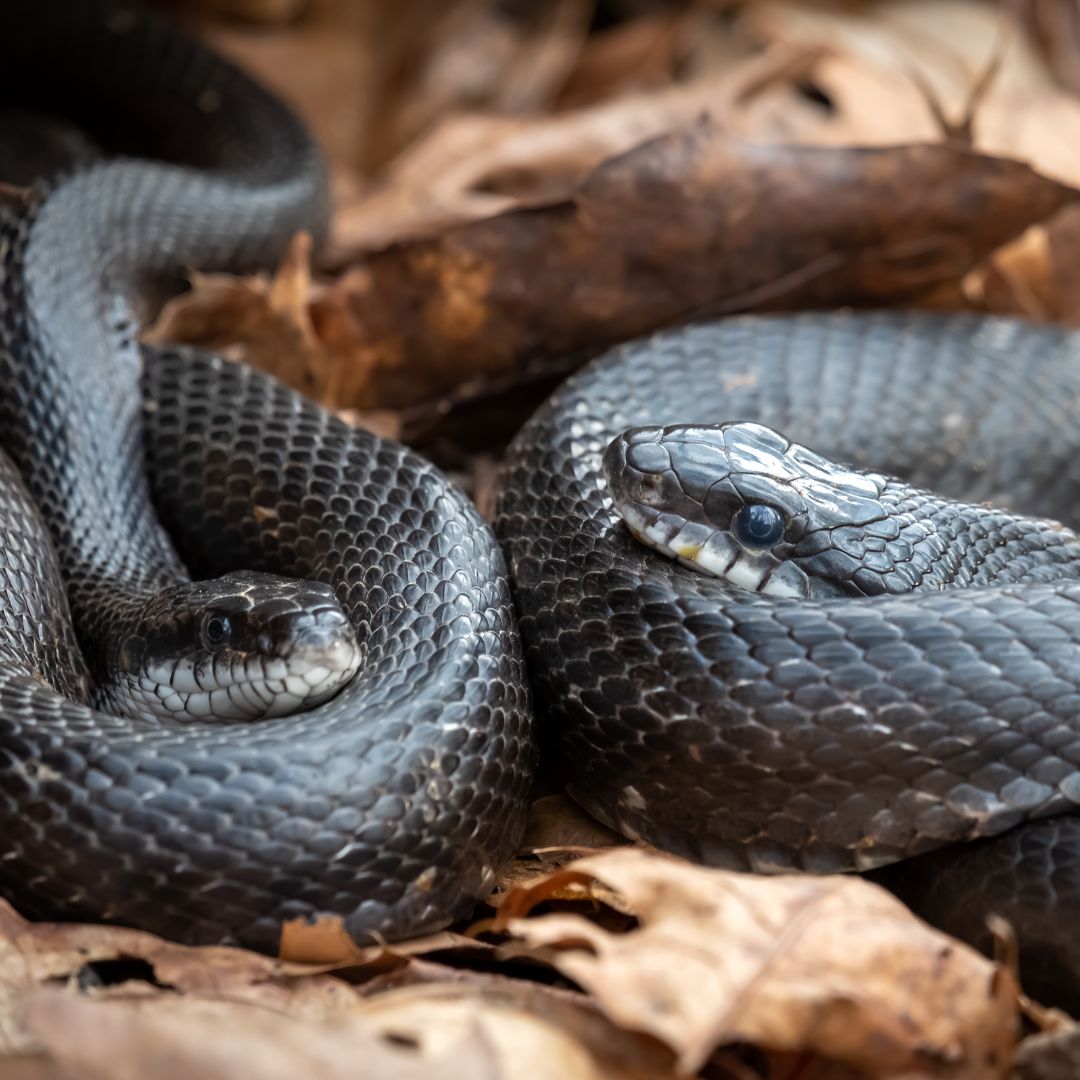 Two gray ratsnakes curled up next to one another. 