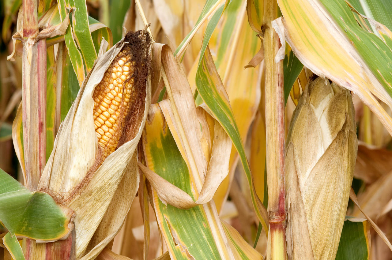 Dried corn on the stalk.