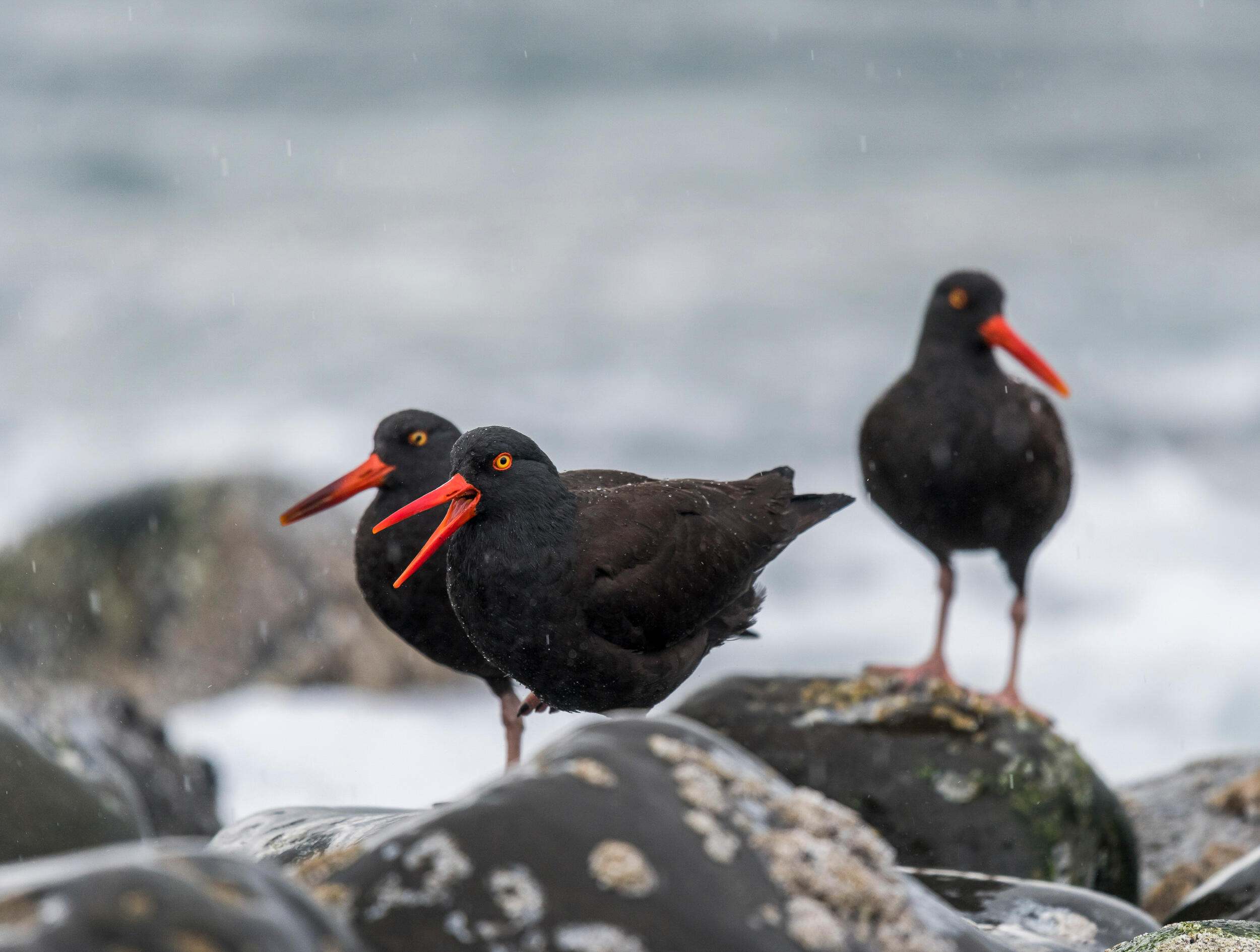 Three black oystercatchers standing on rocks in shallow ocean.