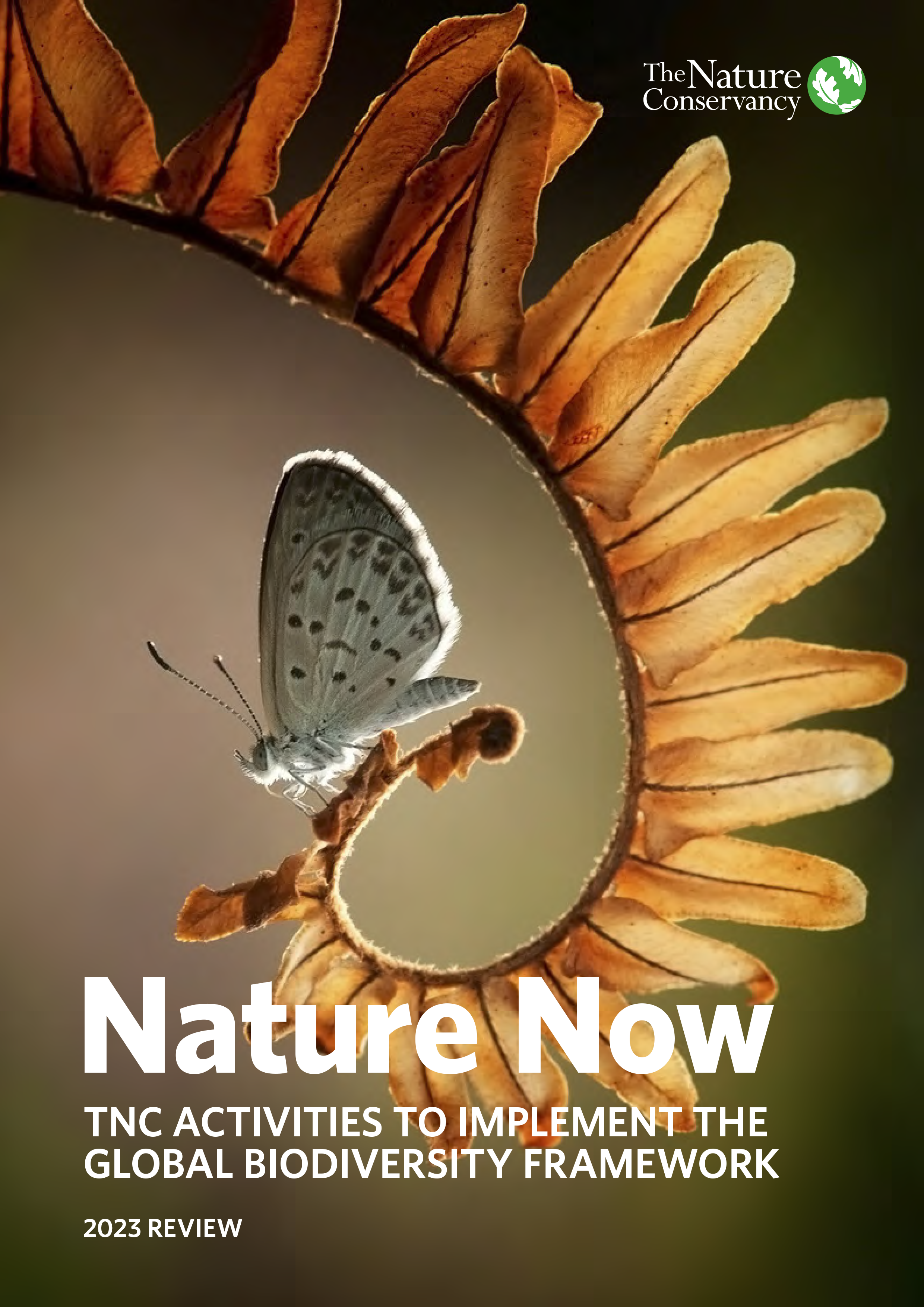 Cover of the Nature Now report showing a closeup of a moth on a dried, curled leaf.