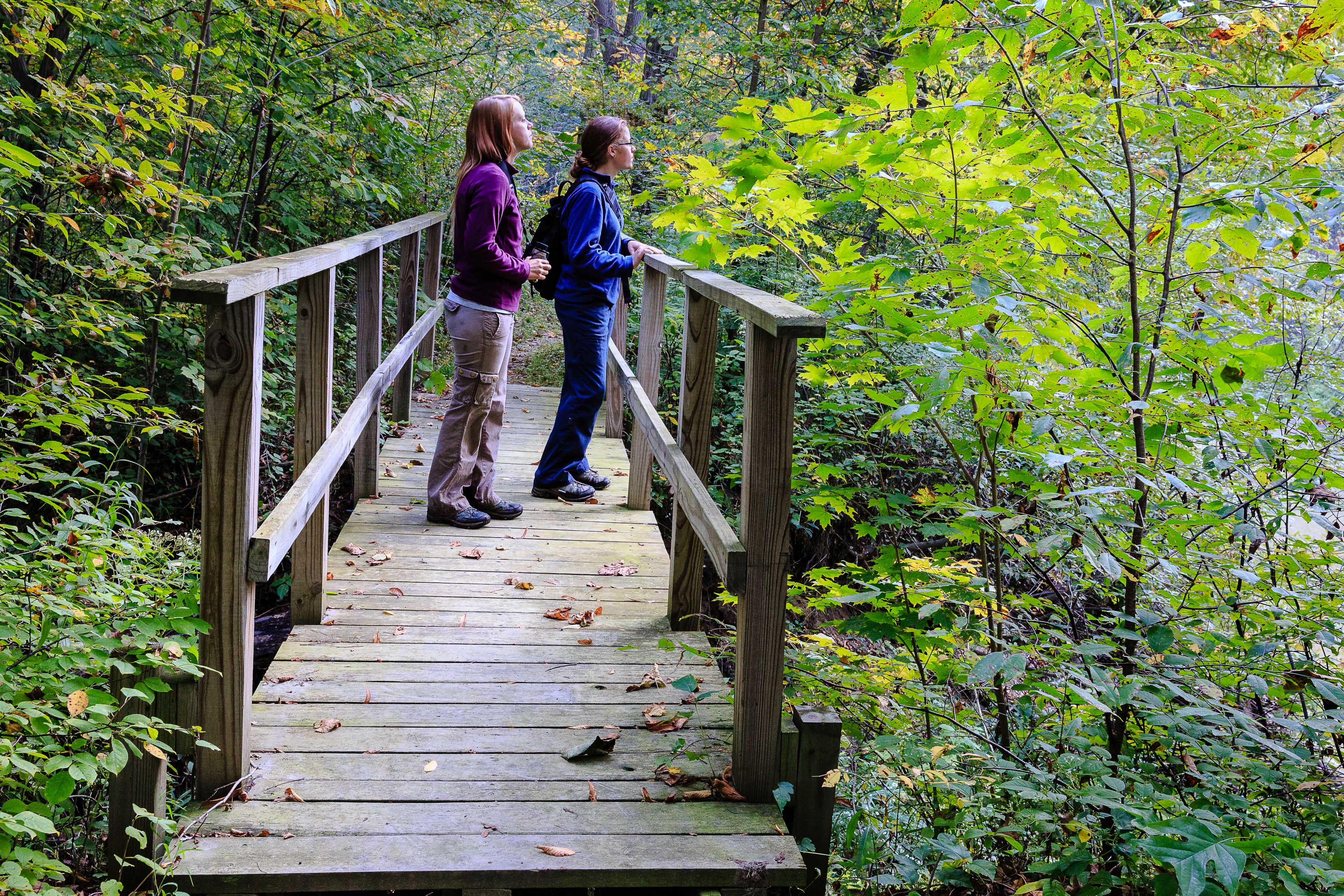 A wooden plank boardwalk trail through a lush green forest. 