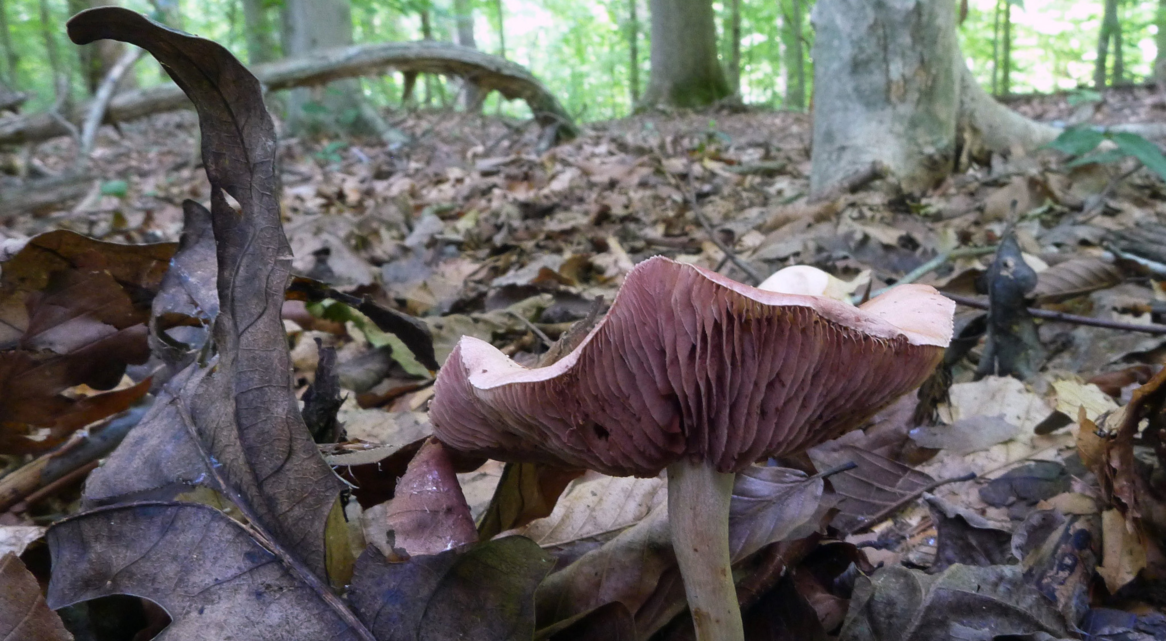 A low-angle view from the forest floor looking up at the underside of a large pinkish mushroom. The ground is covered in leaves. Thick tree trunks are seen in the background.