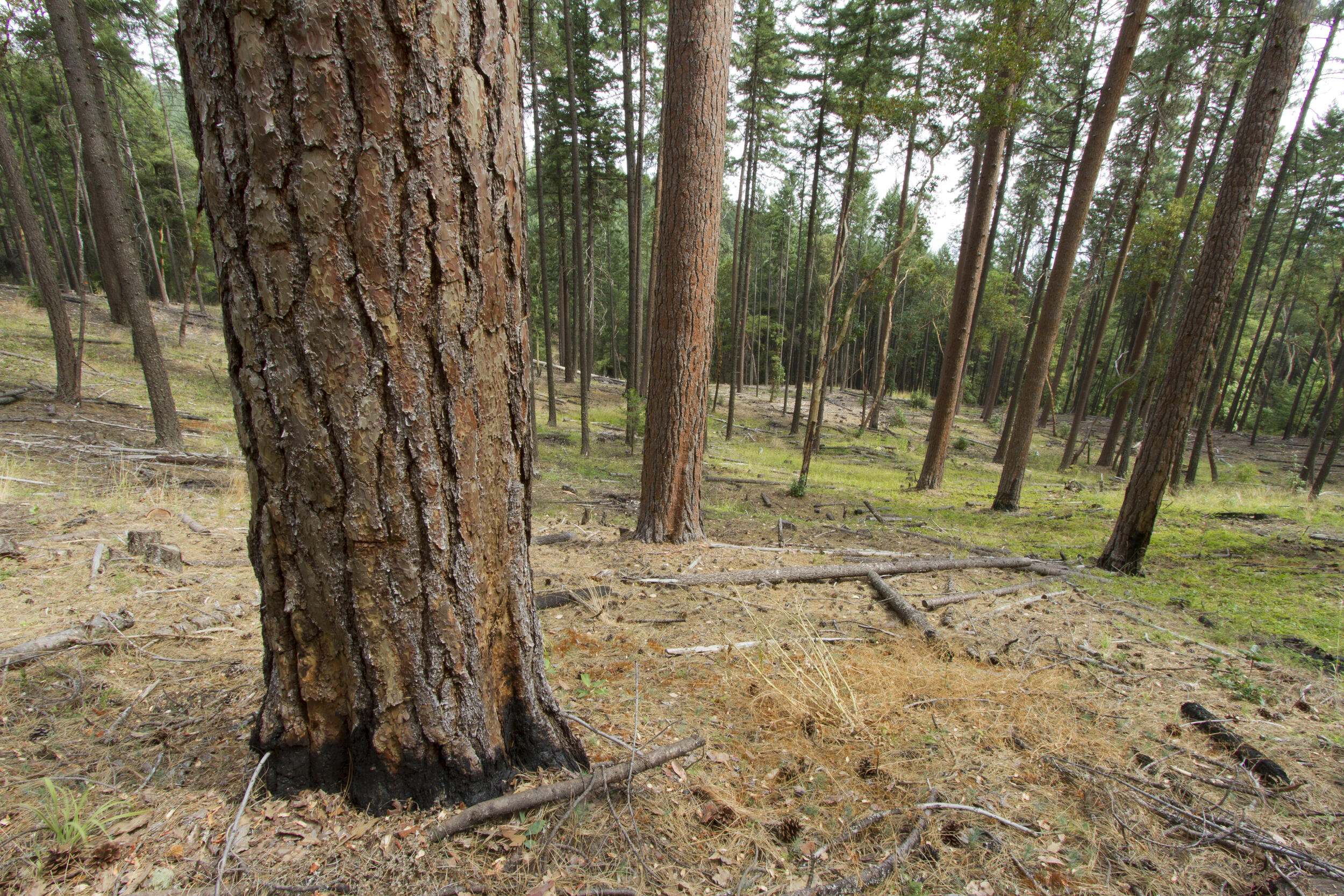 A close angle on a Ponderosa pine with a forest recently thinned.