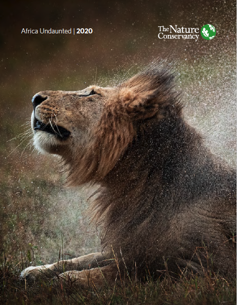 lion shaking off water 