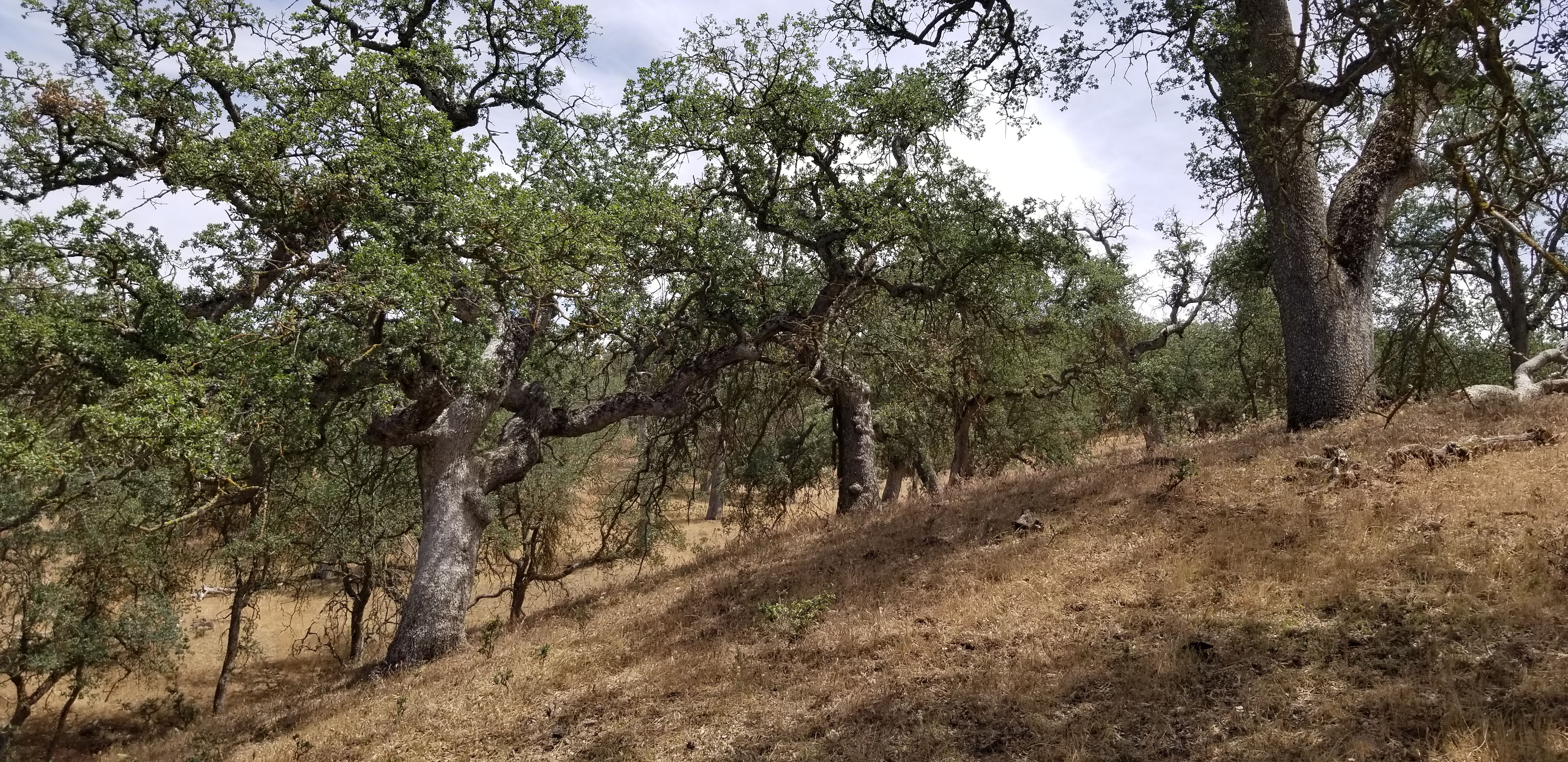 Blue oaks on a grassy hill. 