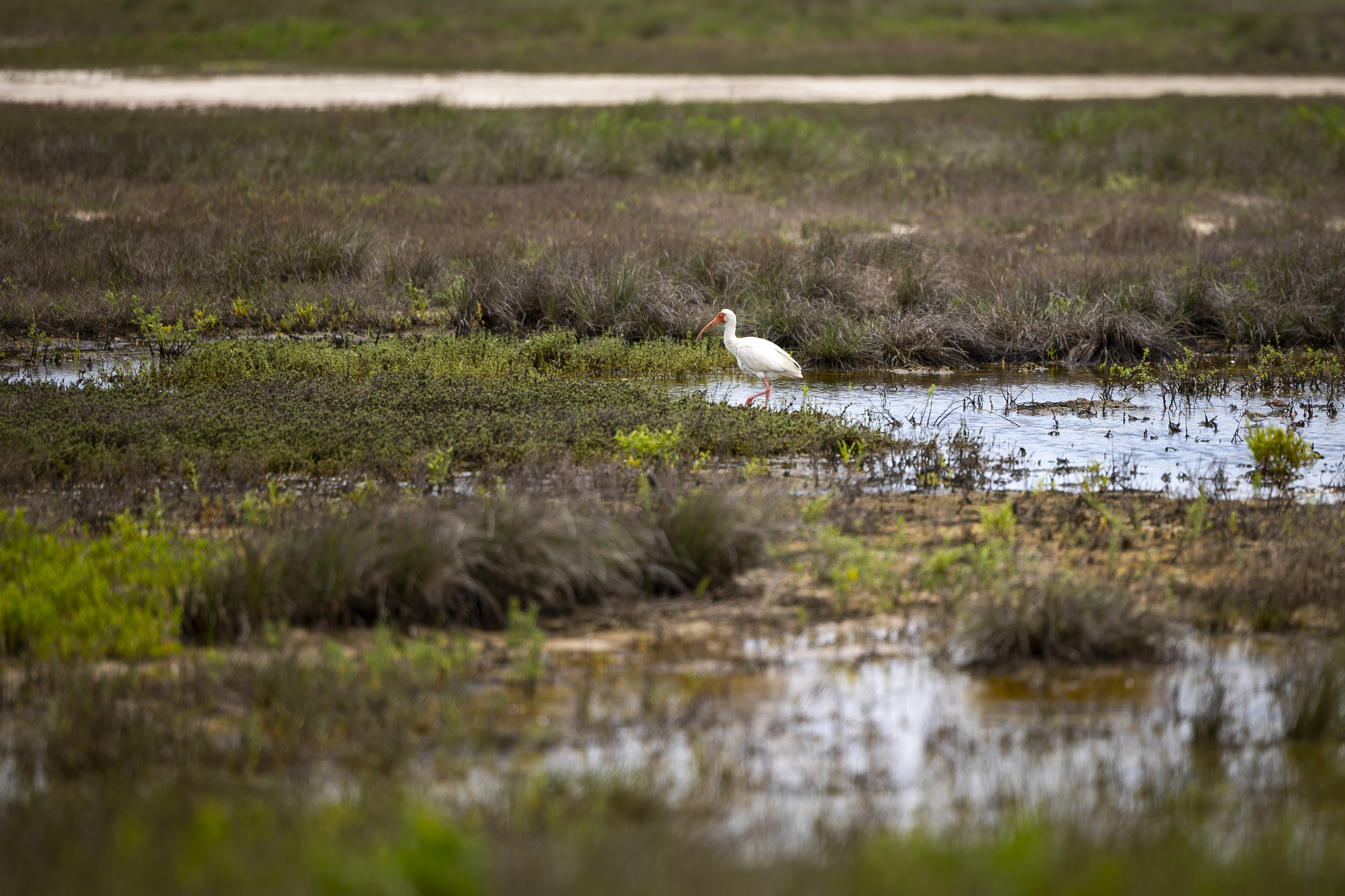 A white bird sits in brown marsh grass just off shore.