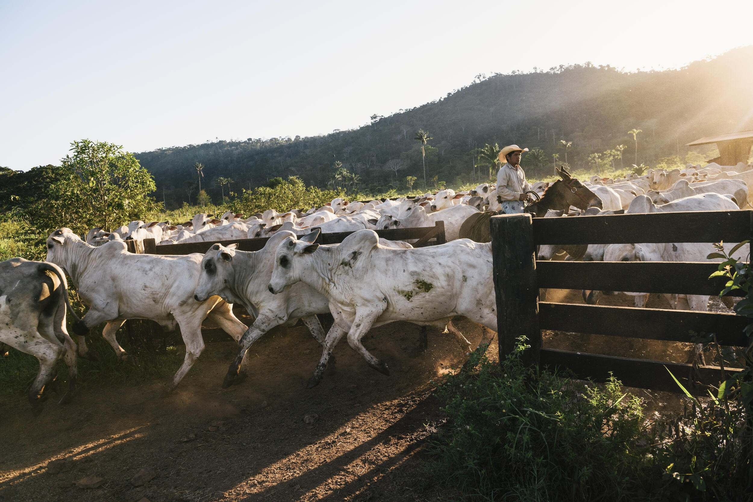 A rancher sits on a horse in the middle of a herd of white cattle as they run out through an open gate to graze.