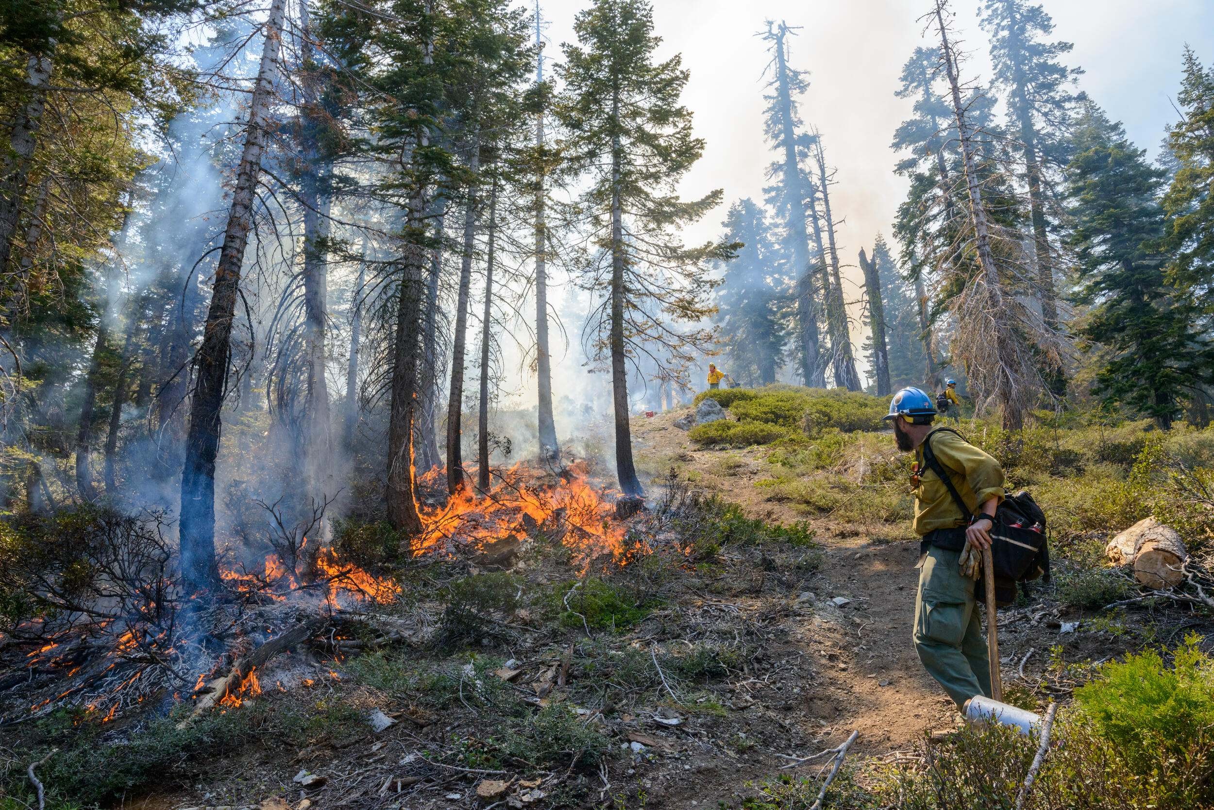 A man with a torch sets a prescribed fire among tall pine trees.