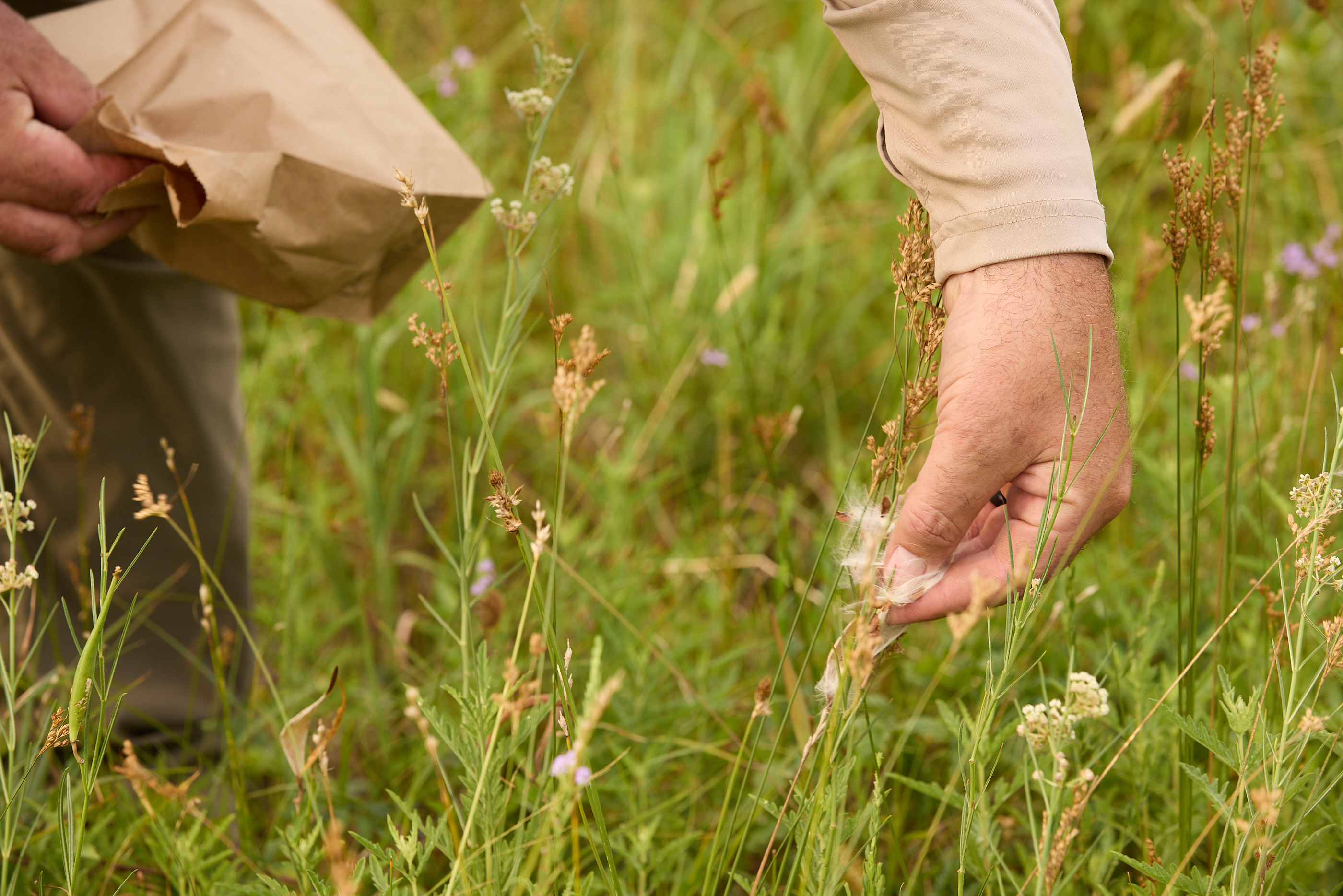 A hand reaches down and removes seeds from a plant.