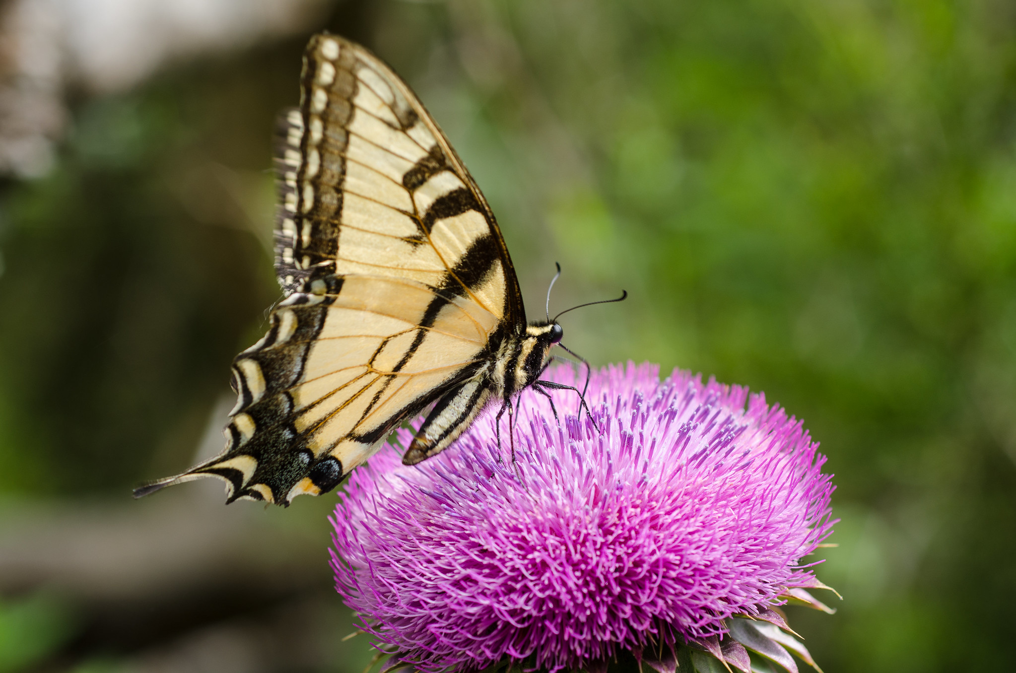 A black and yellow butterfly landed on a purple flower.