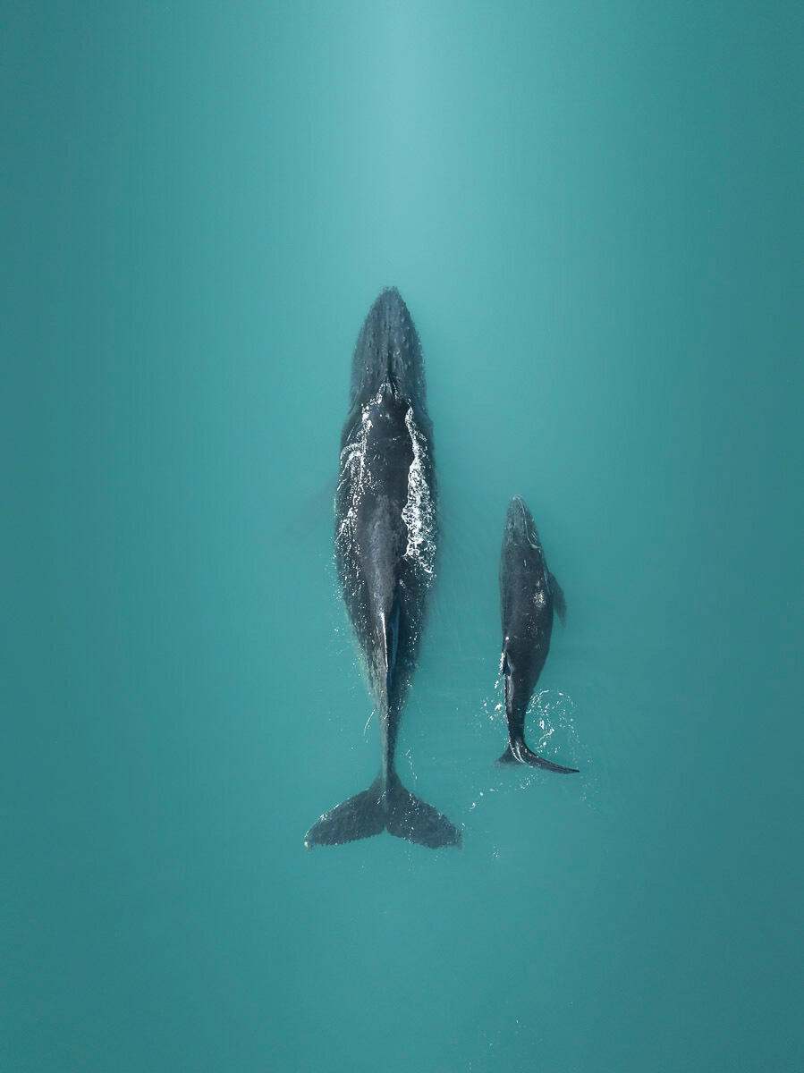A mother humpback whale escorting her calf.