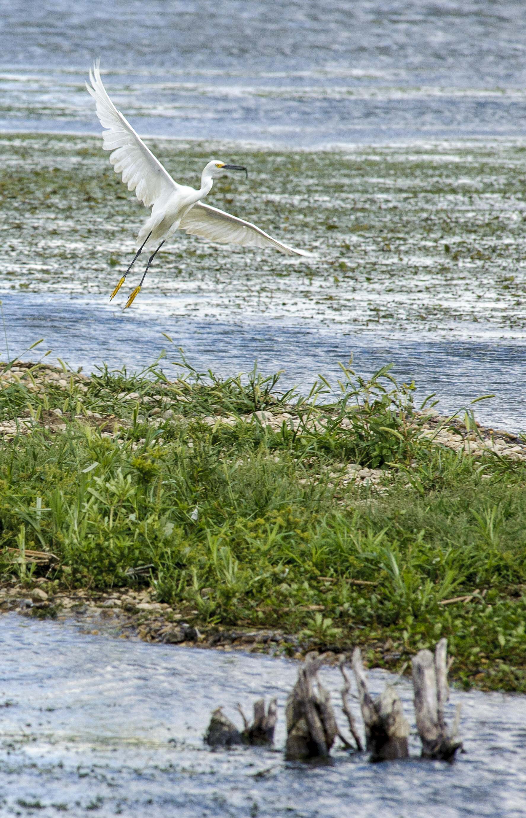 White water bird takes off from wetland.