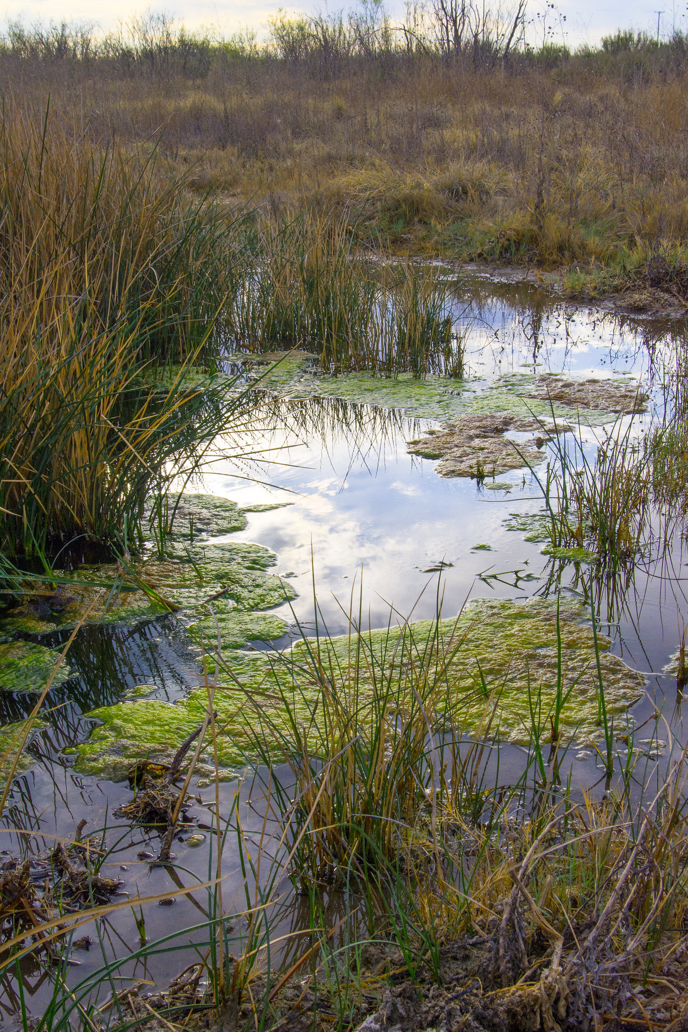 A marsh filled with tall grass and moss.