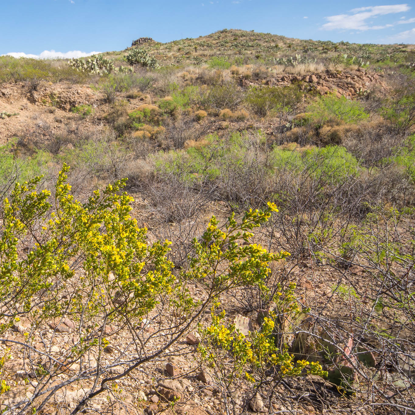 Thick green and yellow brush adorns rocky outcrops.