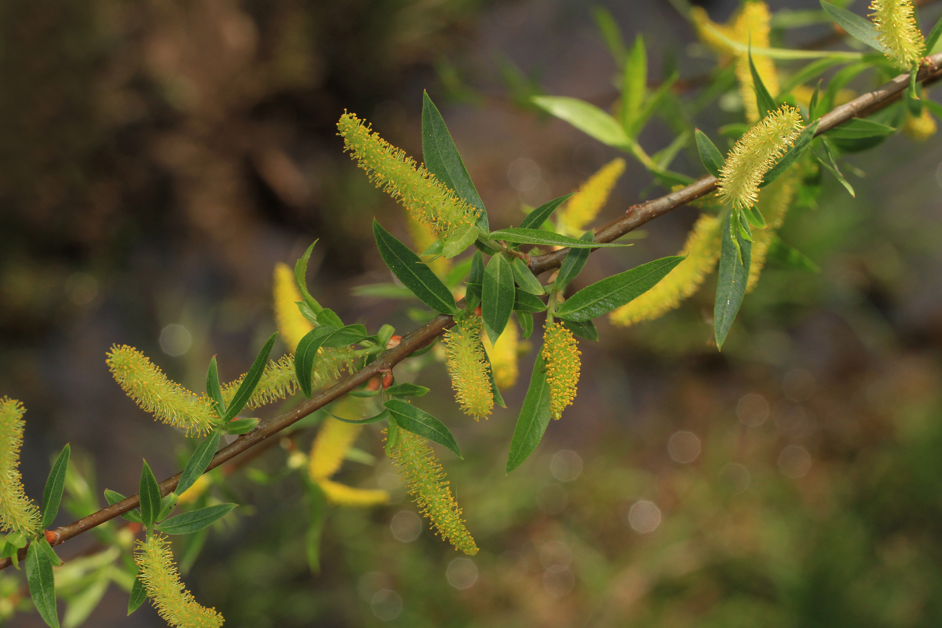 A branch of black willow.