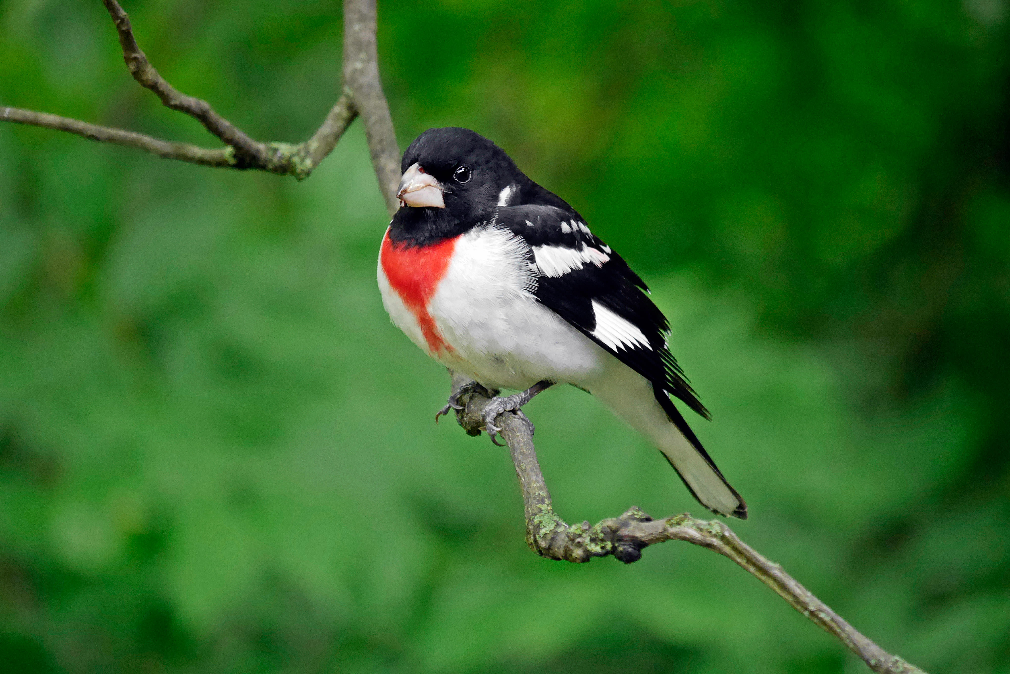 A rose-breasted grosbeak perches on a branch.