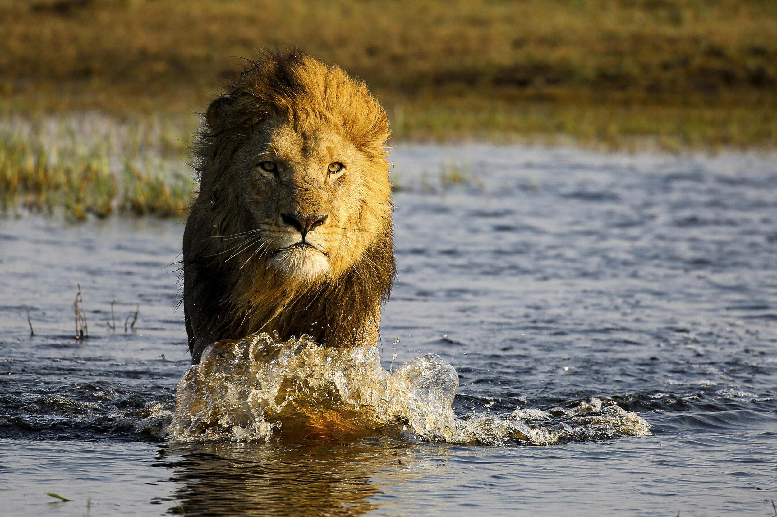 Male lion runs through shallow wetland.