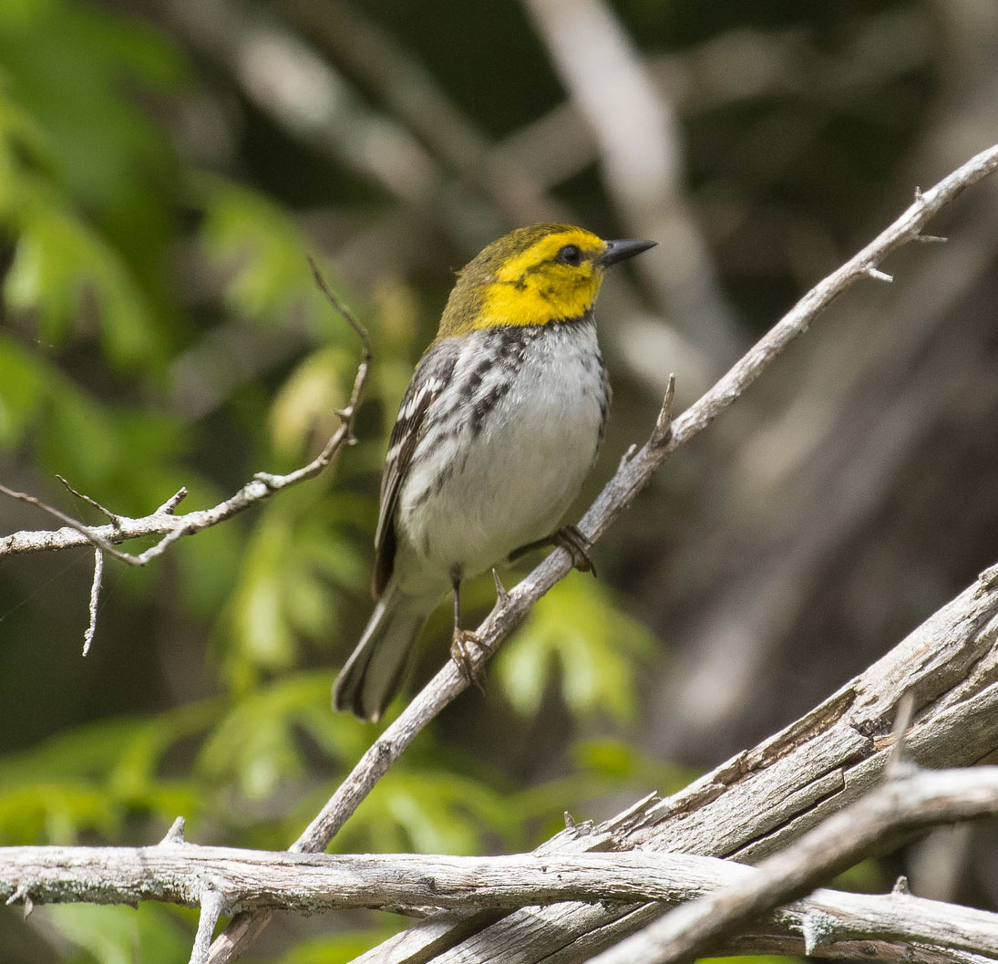 A small black and white bird with a yellow head.