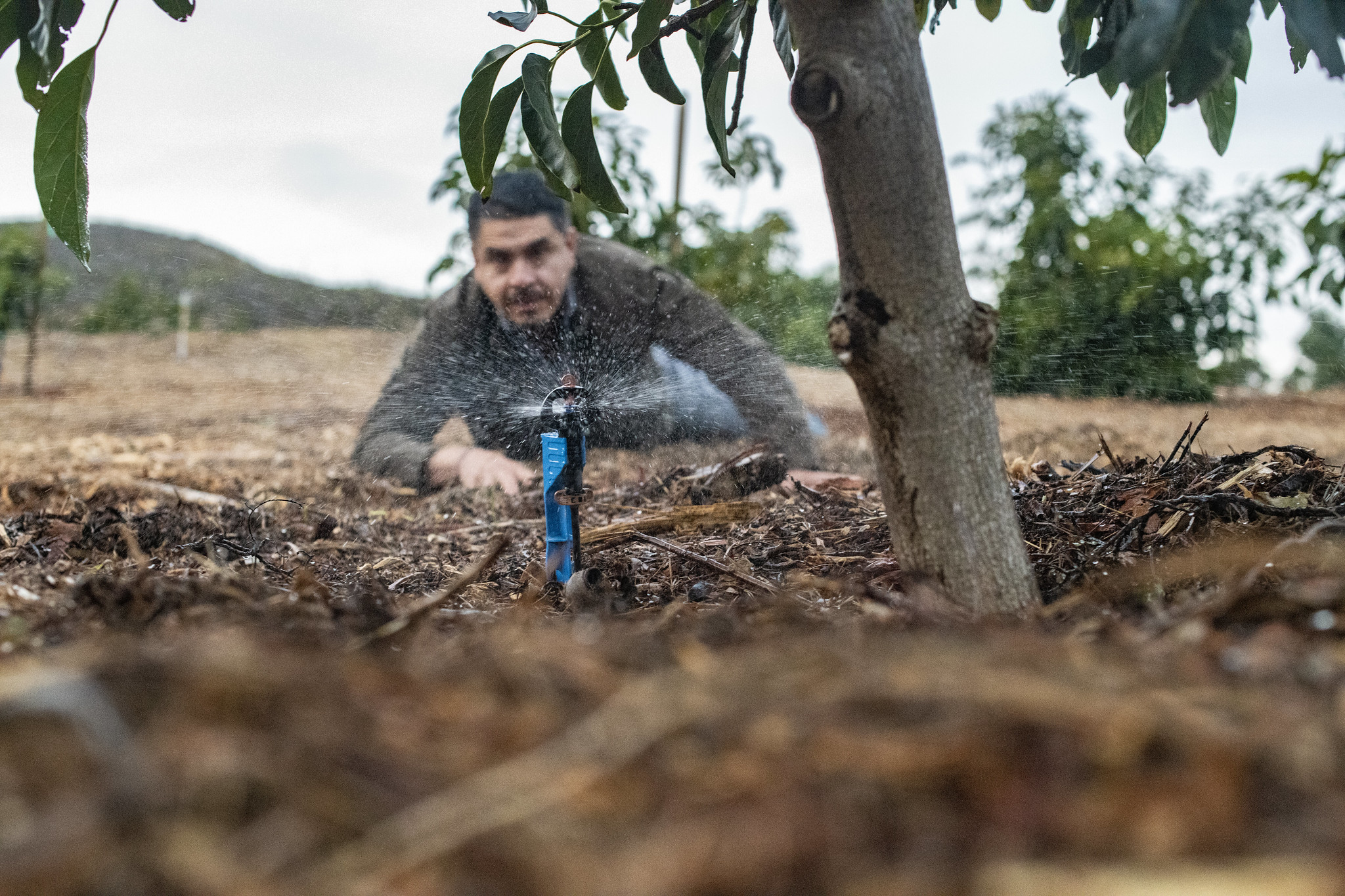 A farmworker on an avocado farm in Somis, CA.