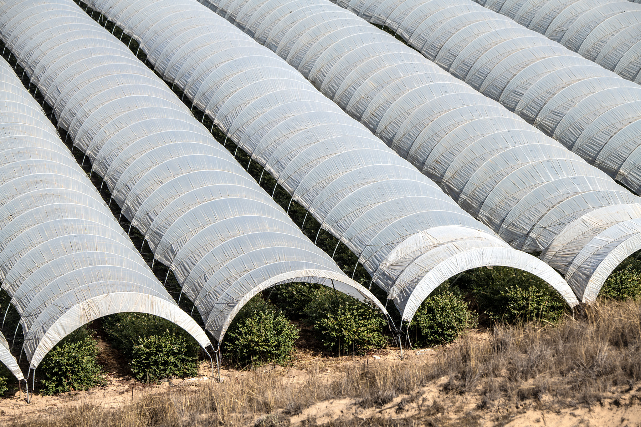 Aerial view looking down on rows of crops covered with arching plastic covers.