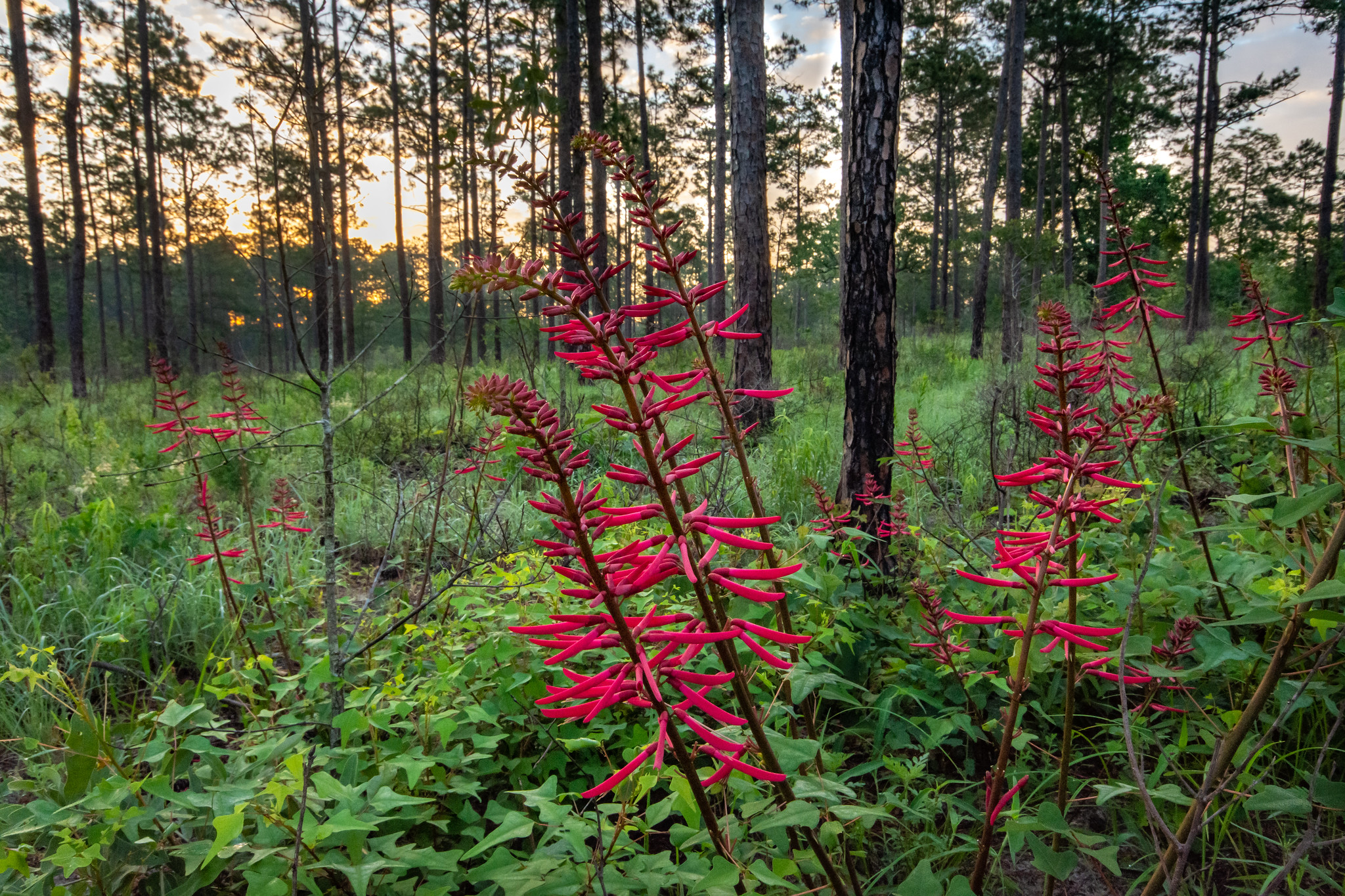 Red flowers grow from the lush forest floor.