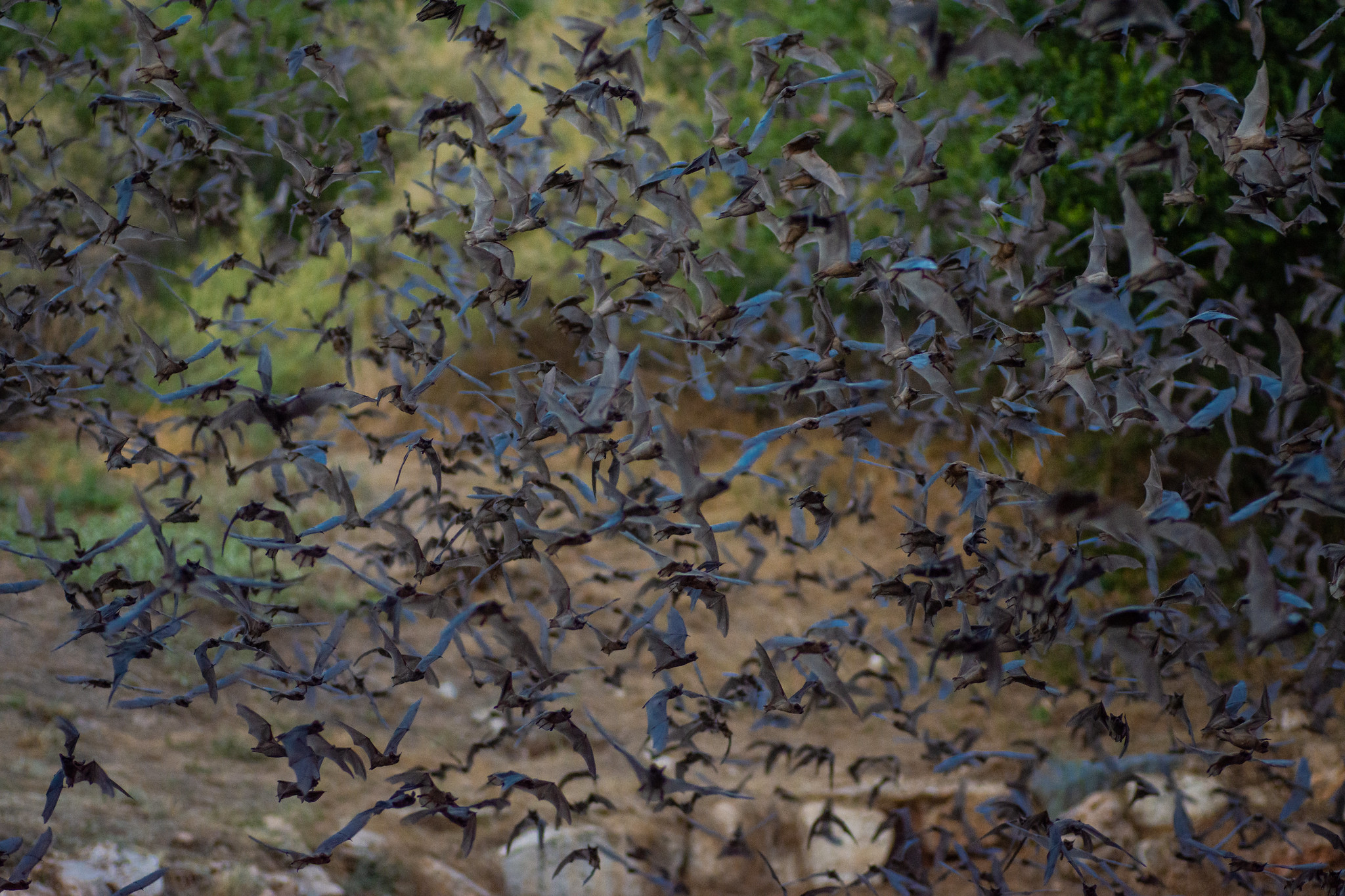 Hundreds of black and dark brown bats fly in a group.
