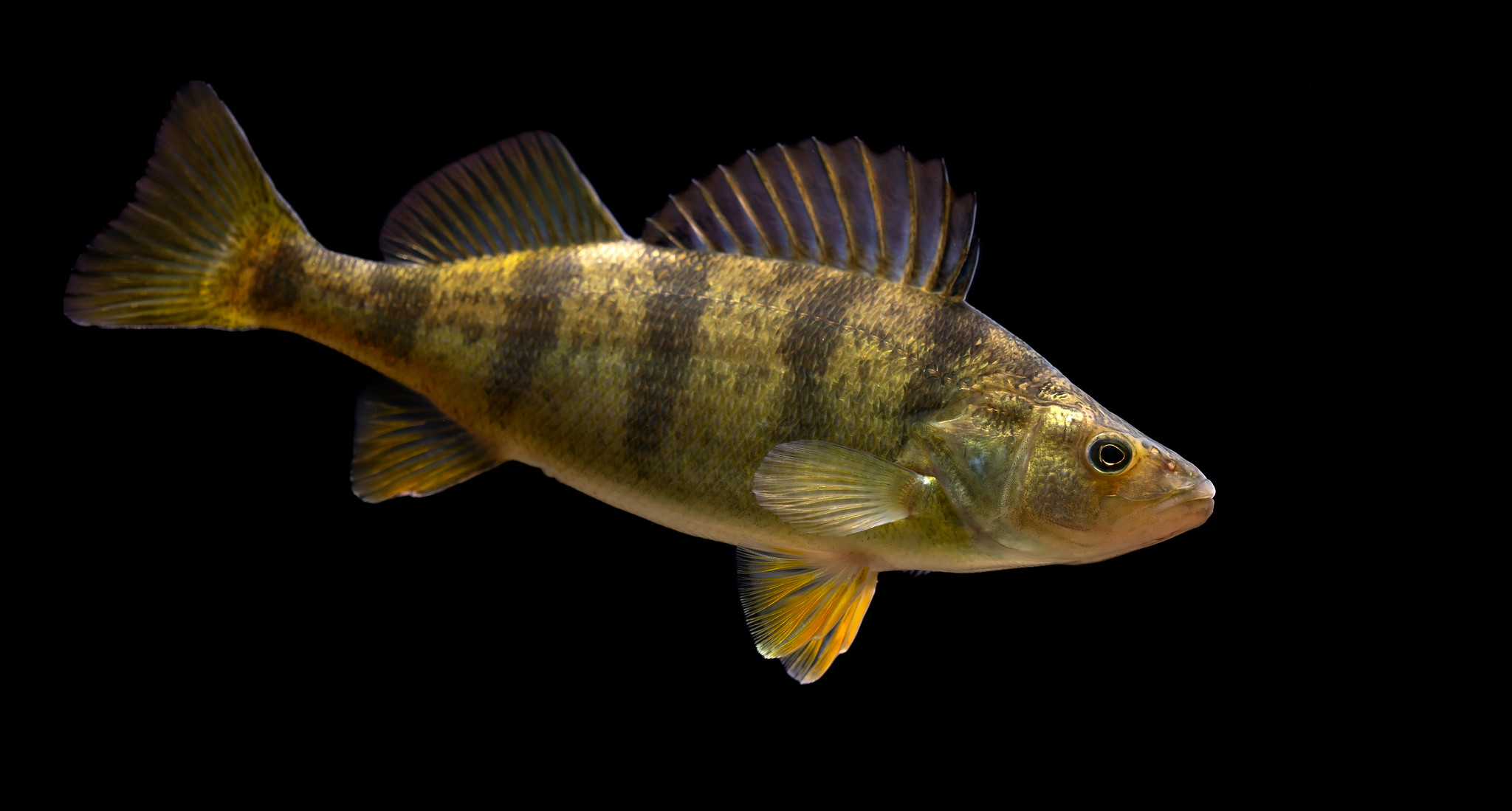 A small yellow fish with brown vertical stripes.
