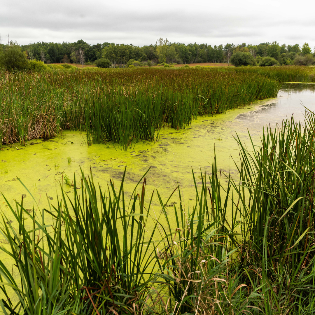 Algae and cattails growing in a wetland.