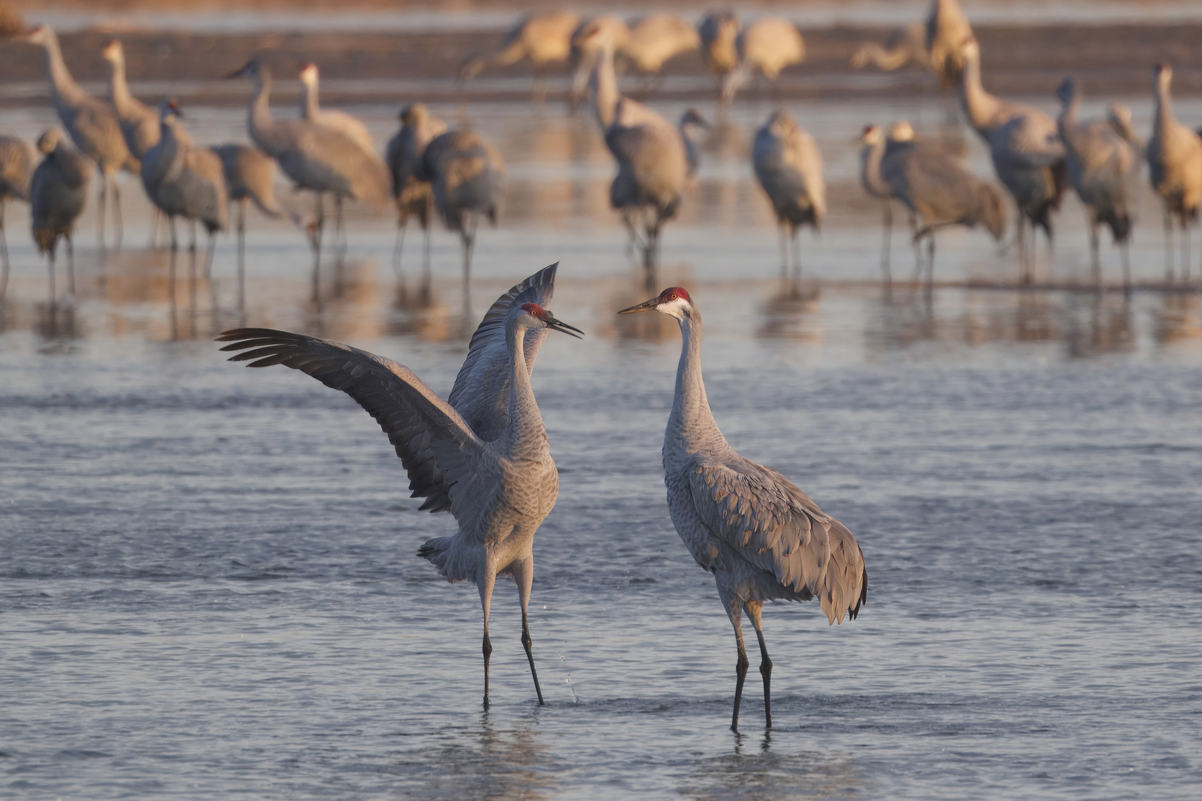 Sandhill cranes standing in shallow water.
