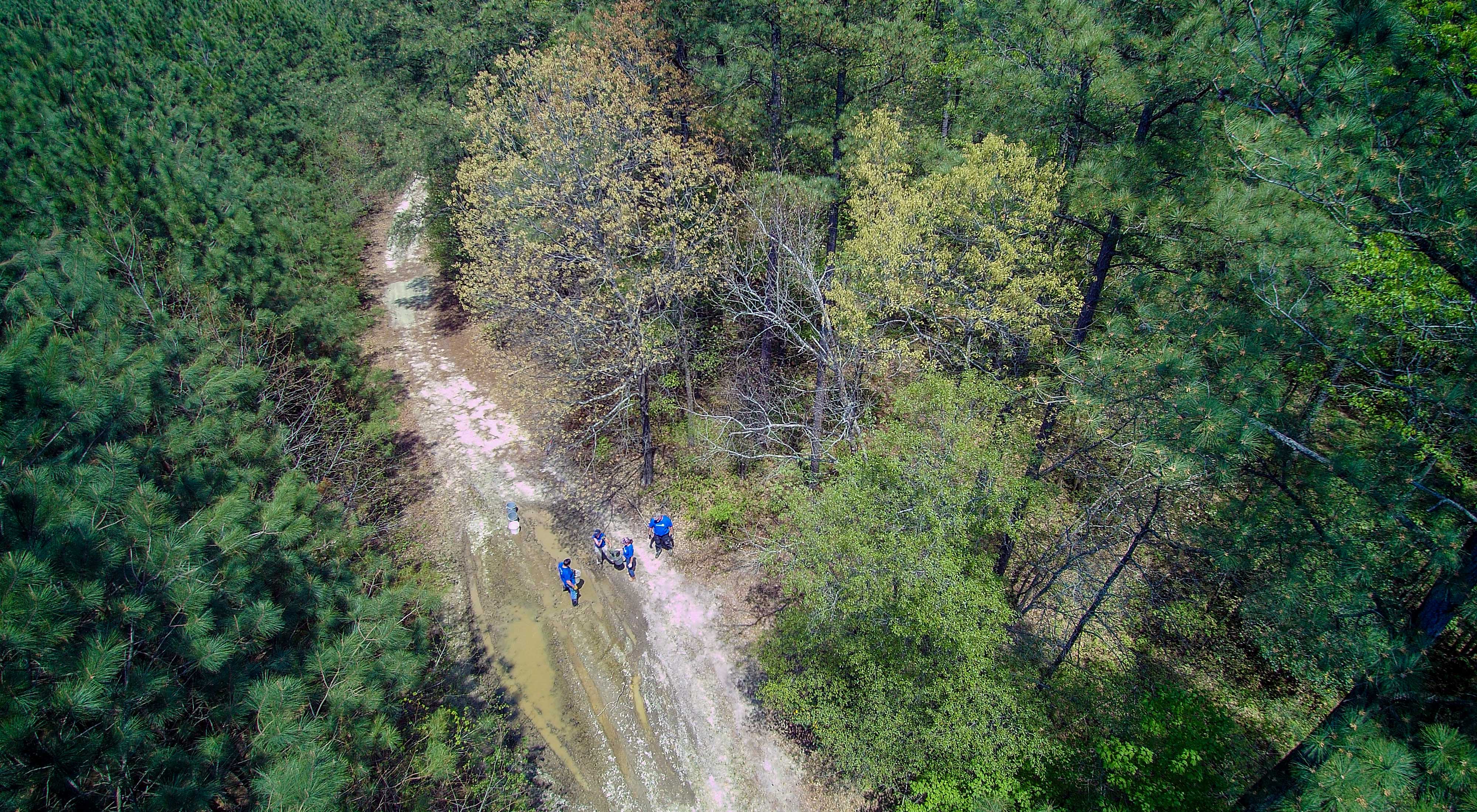 Aerial drone view looking down on a forest trail.