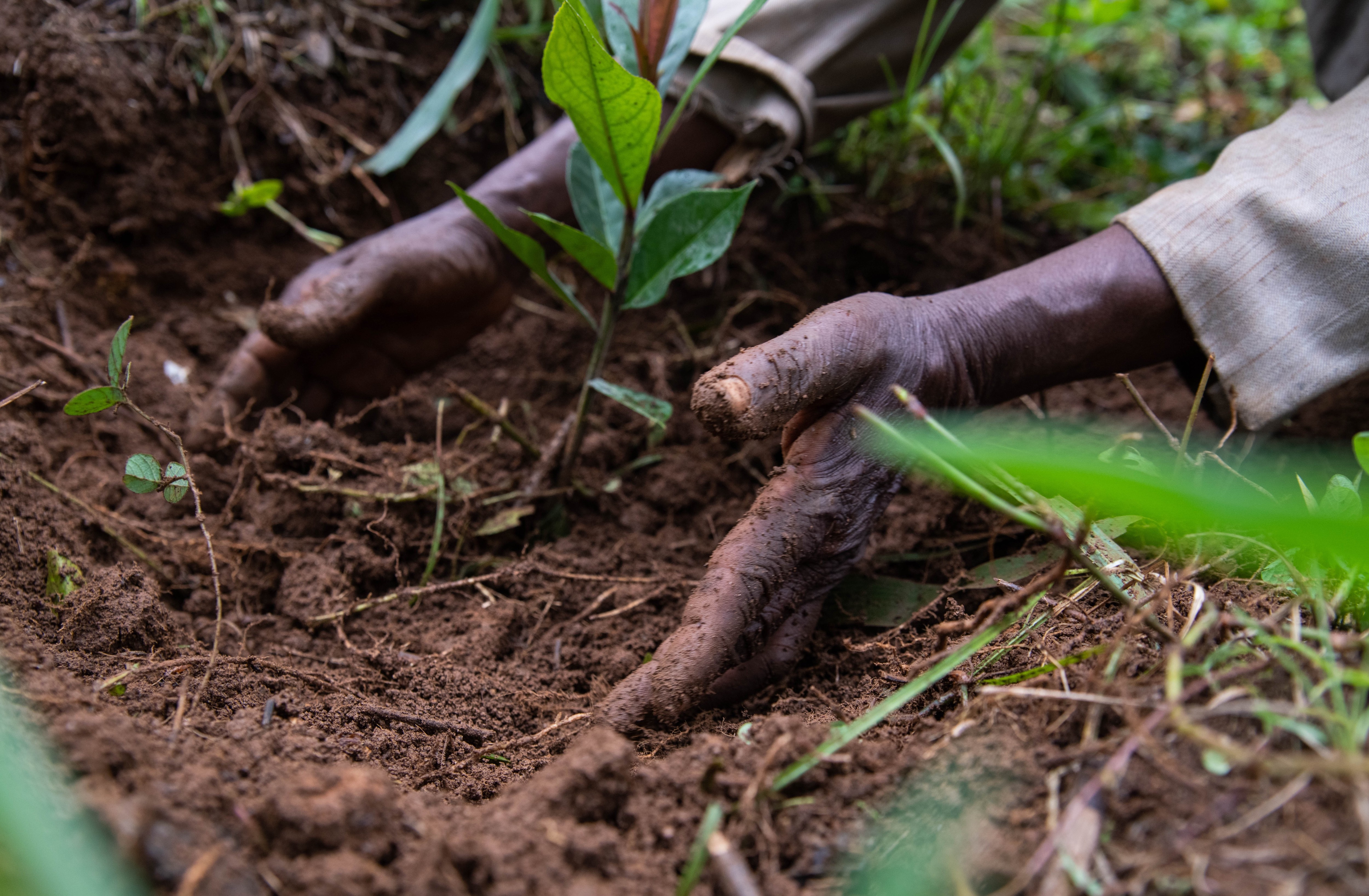 closeup of hands in soil planting a tree