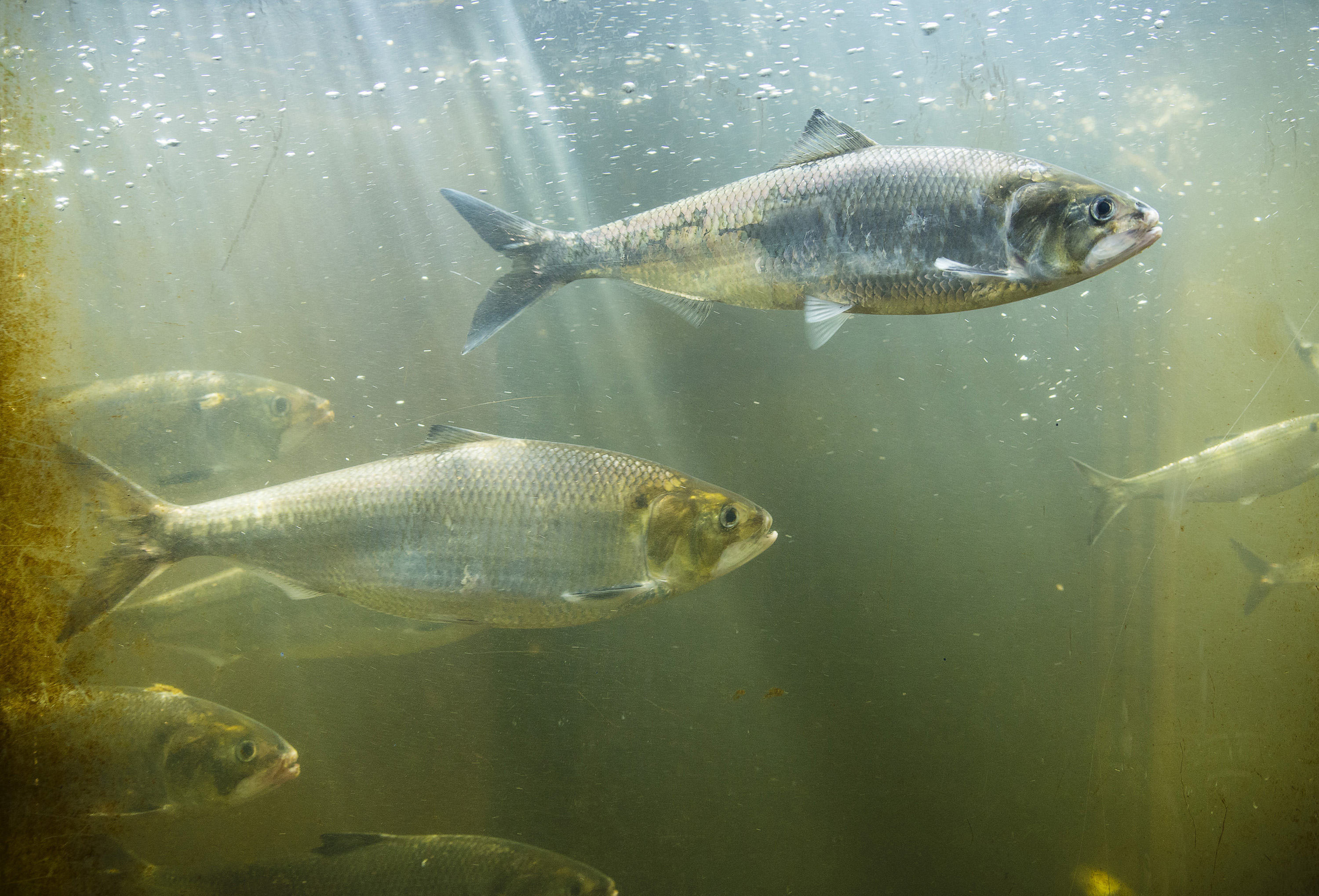American shad swimming underwater.