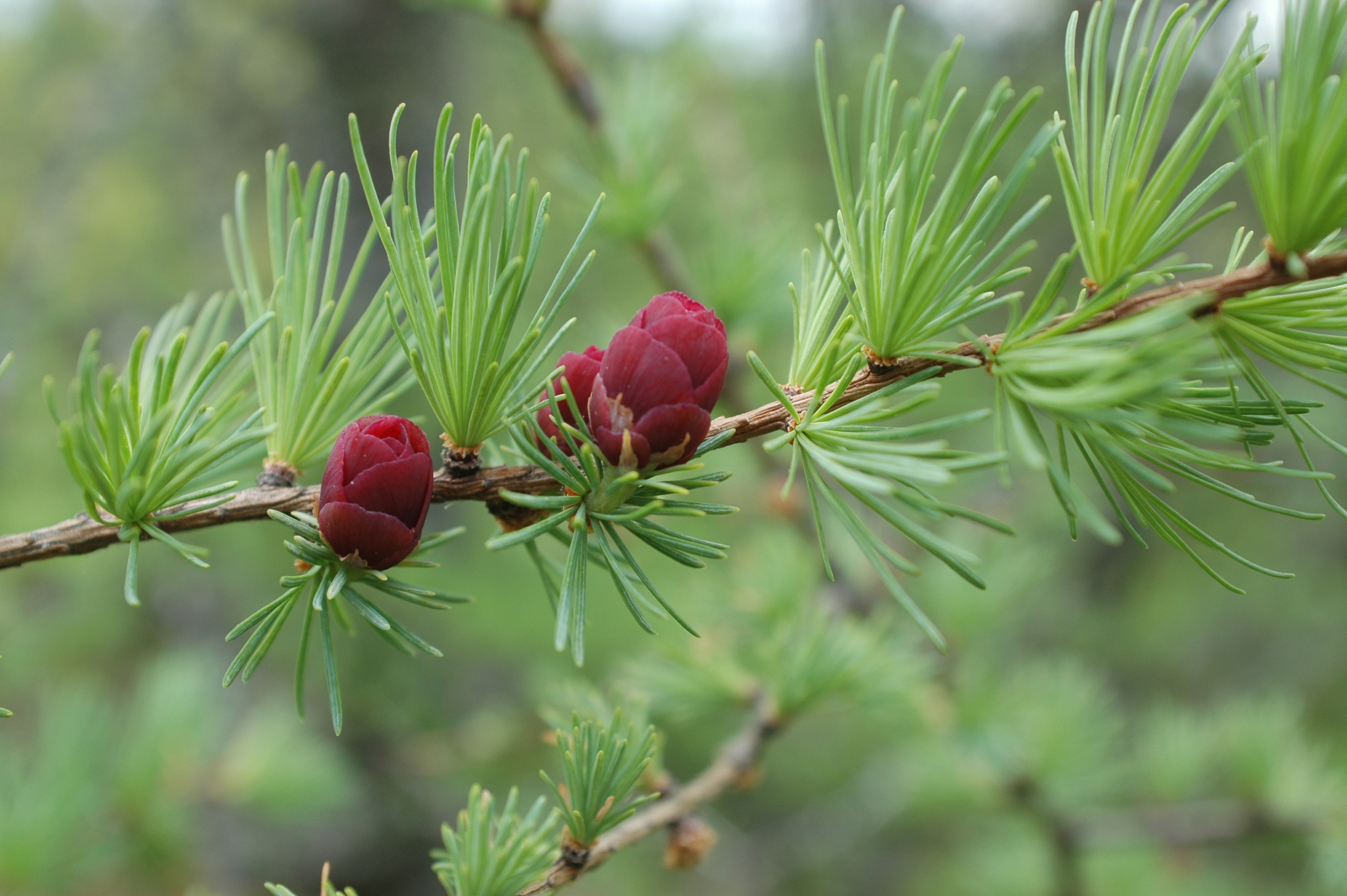 Small red cones grow on a branch with short needles.