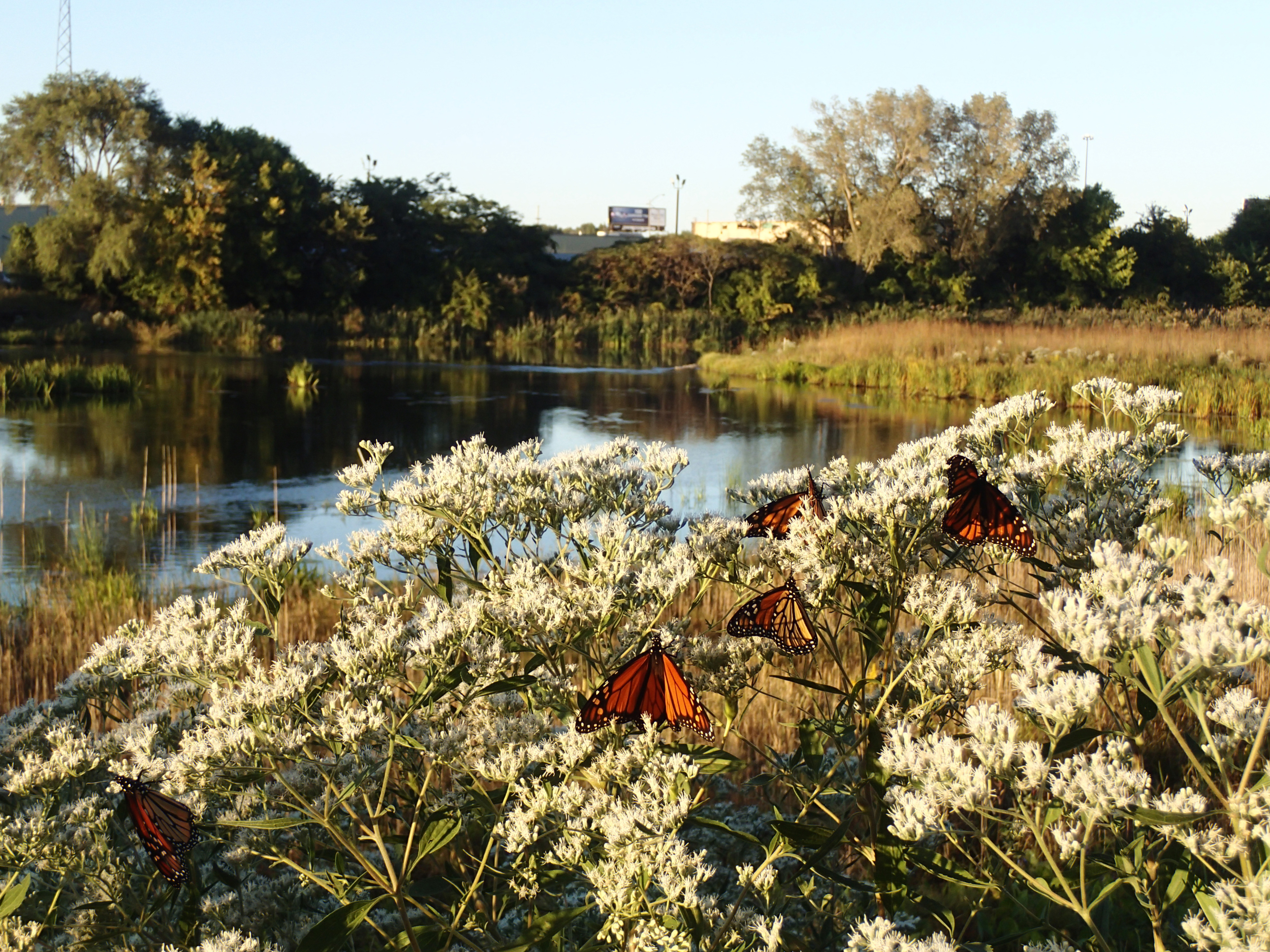 Three orange butterflies on white-flowered bush next to pond.