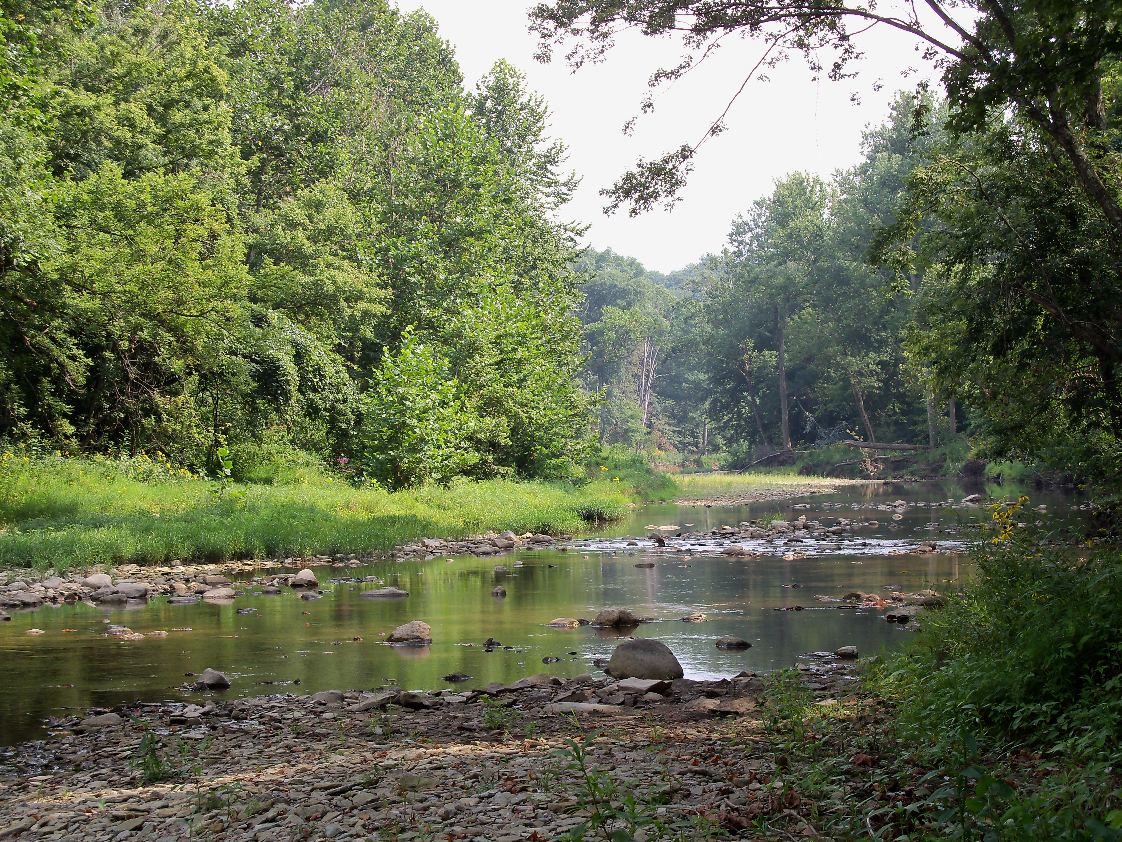 Creek runs through lush green forest.