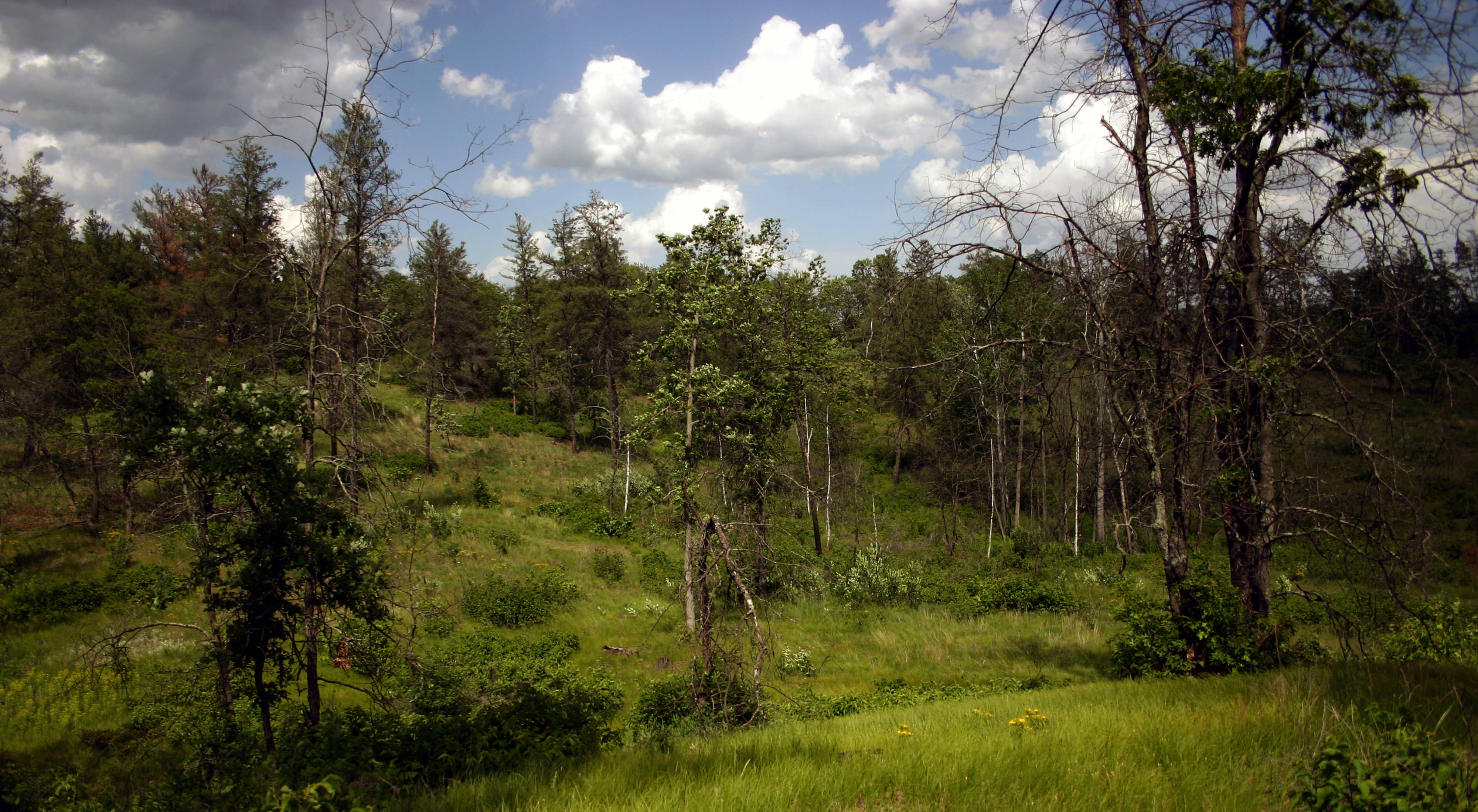 View of a pine-filled preserve.