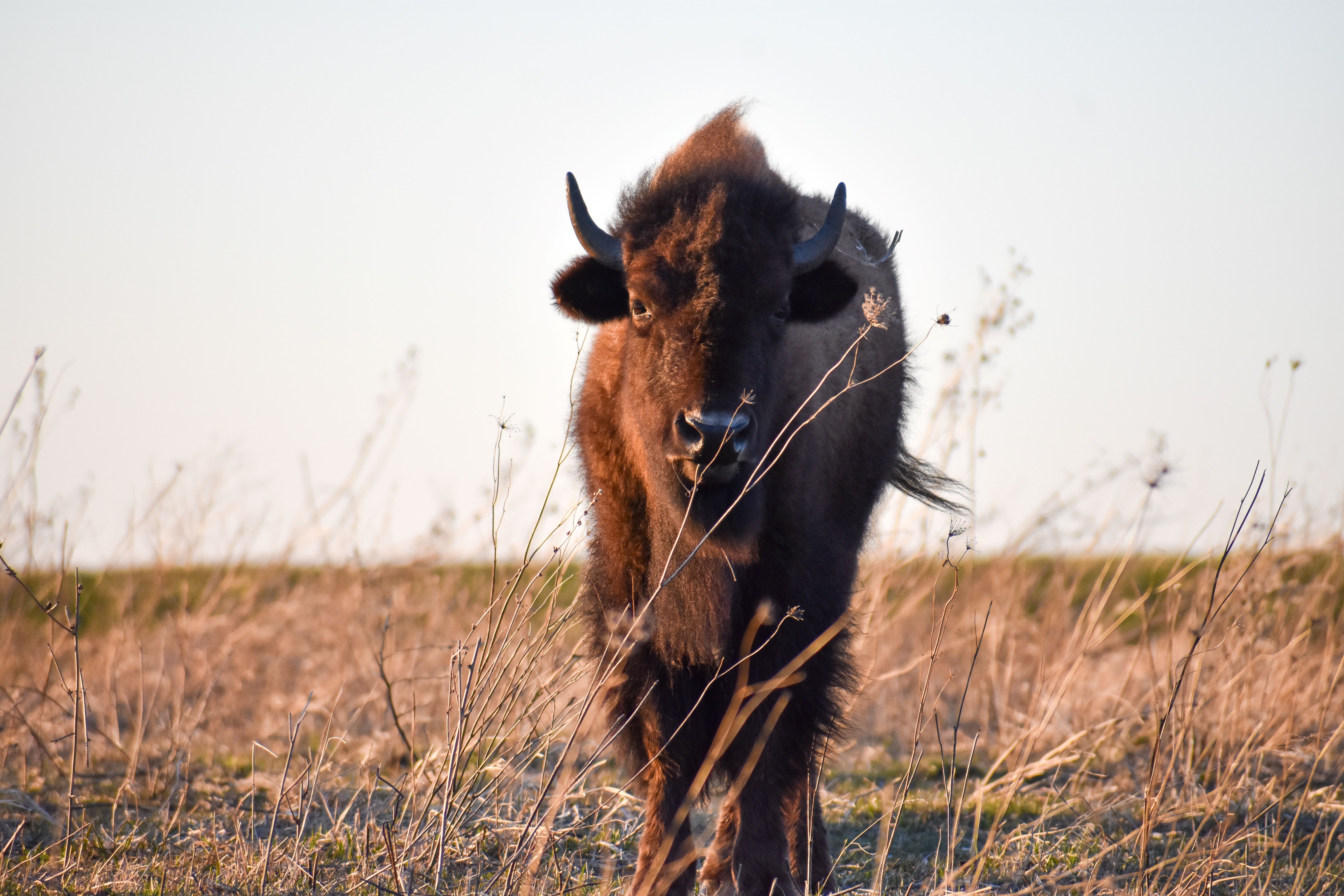 A single bison in a field.