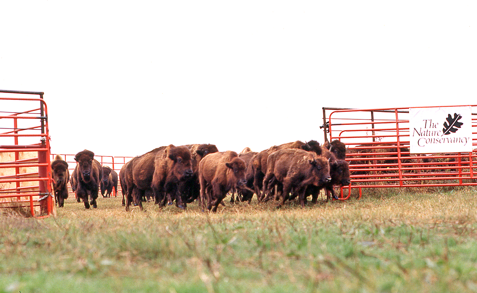 A herd of bison en route from their corral to the open prairie. 
