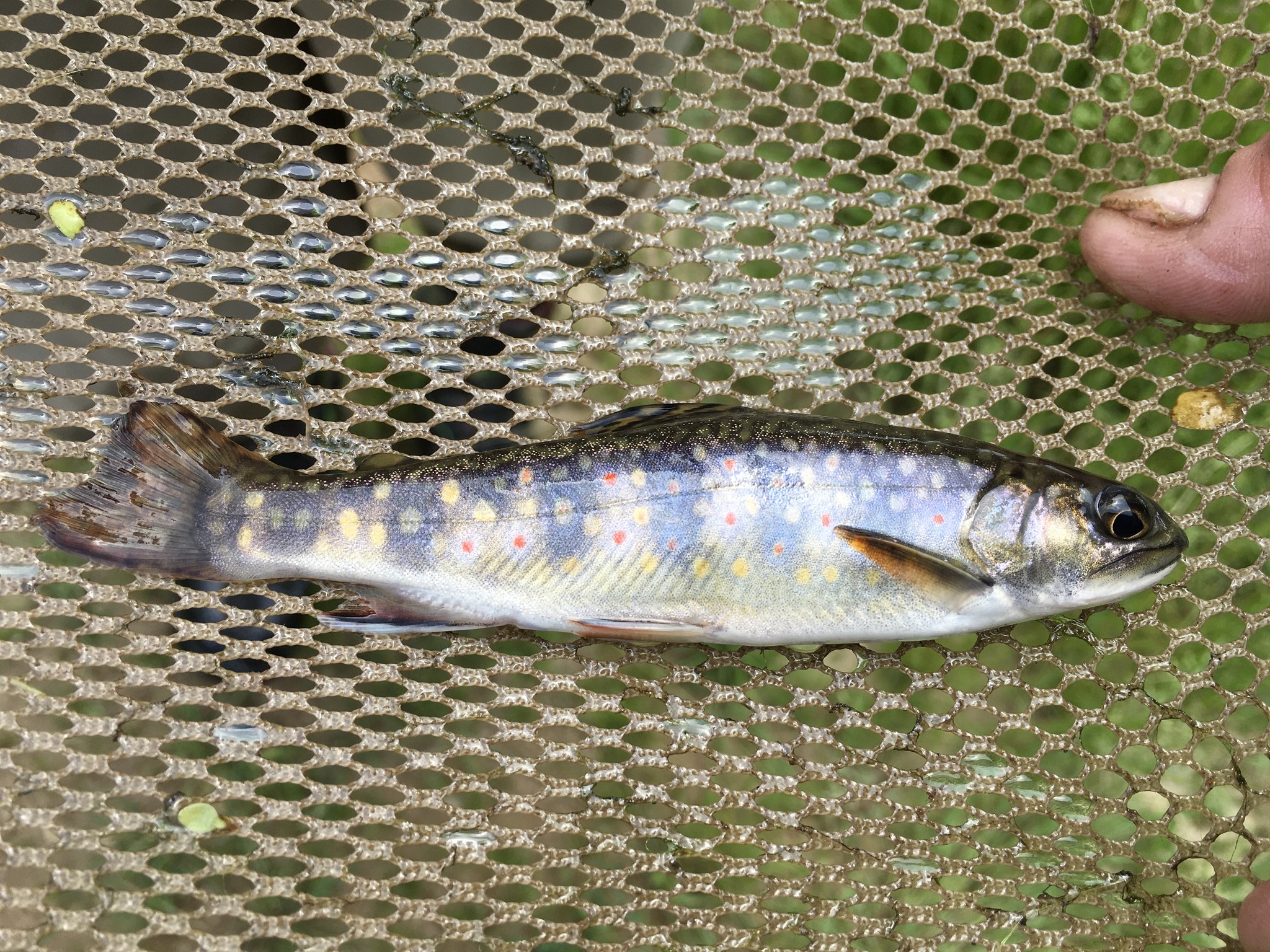 A small brown, yellow, and red speckled fish lays flay in a net.
