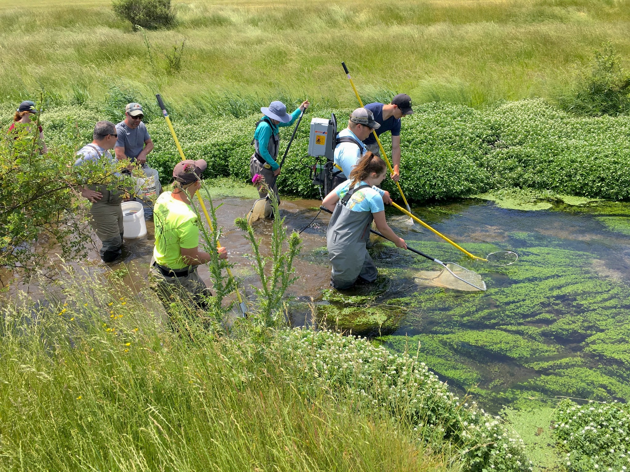 A group of people wearing waders and holding nets walk through a small creek.