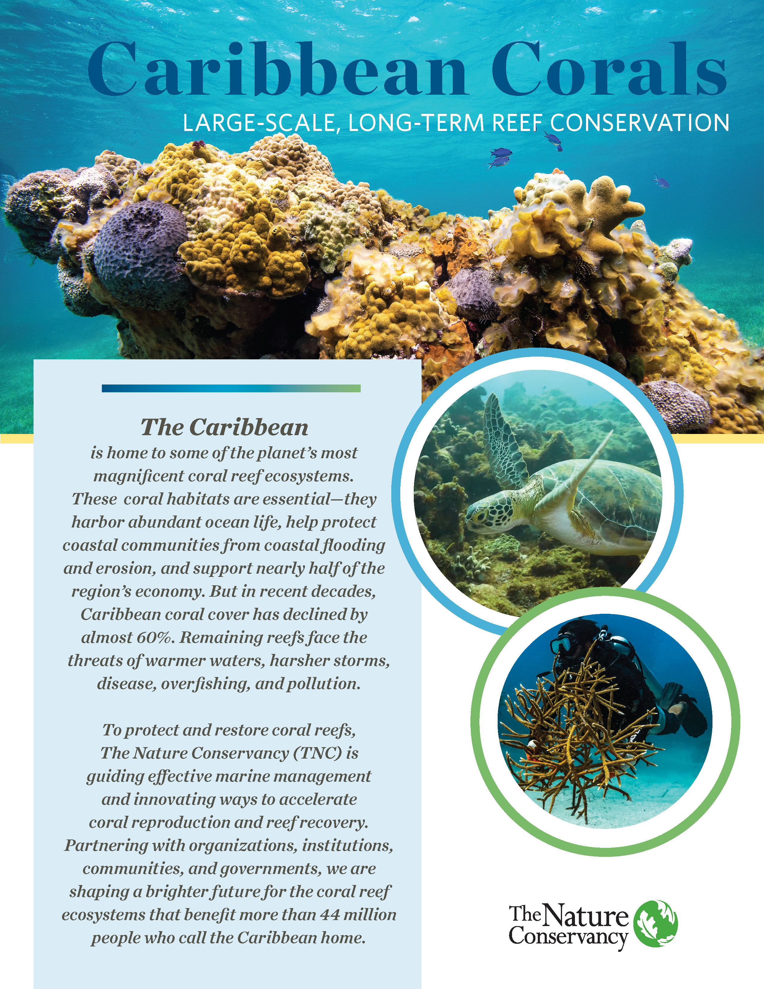 Caribbean Coral Conservation Fact Sheet cover