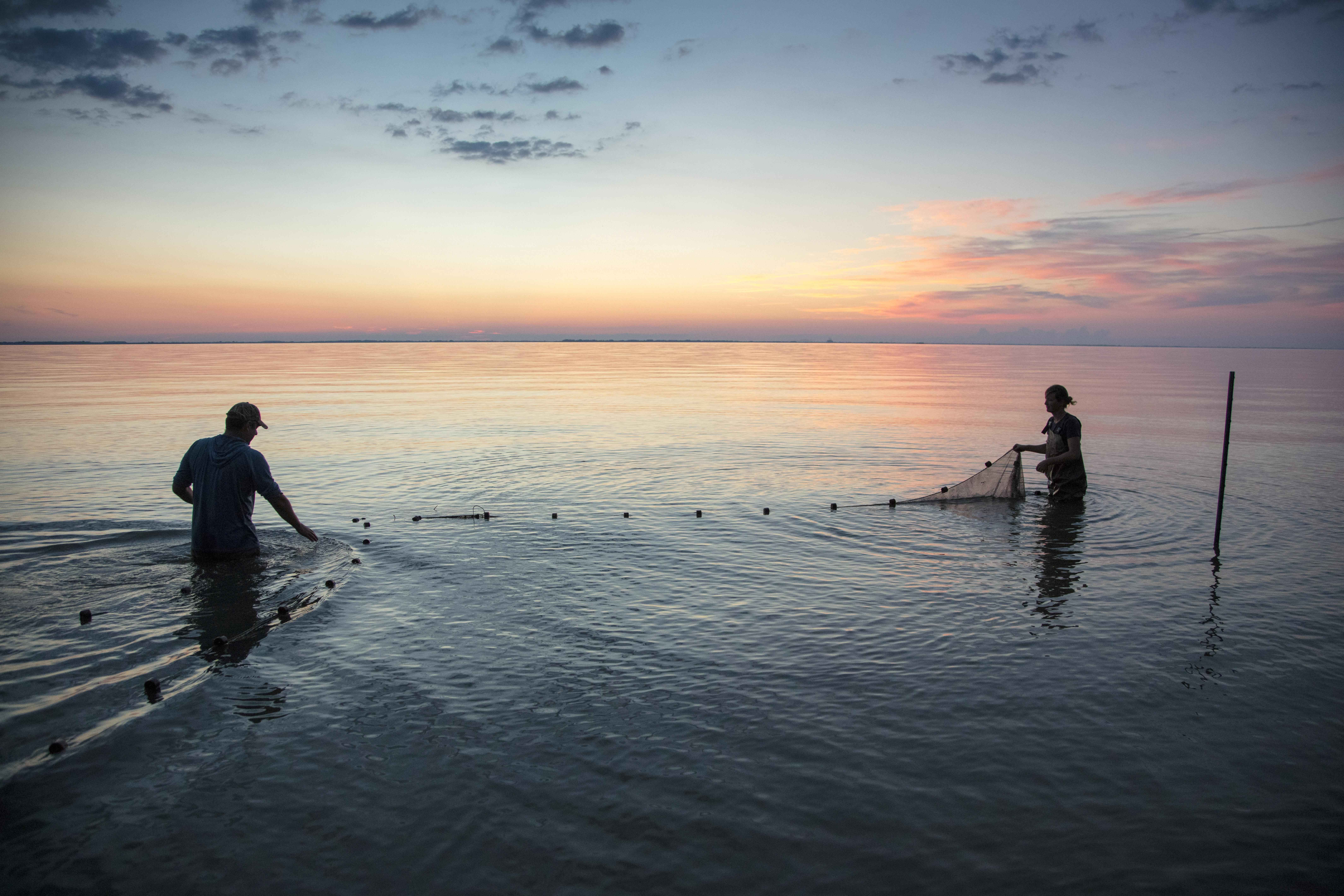 A silhouette of two people standing hip-deep in calm lake waters at sunset, as they place a net in the water. 