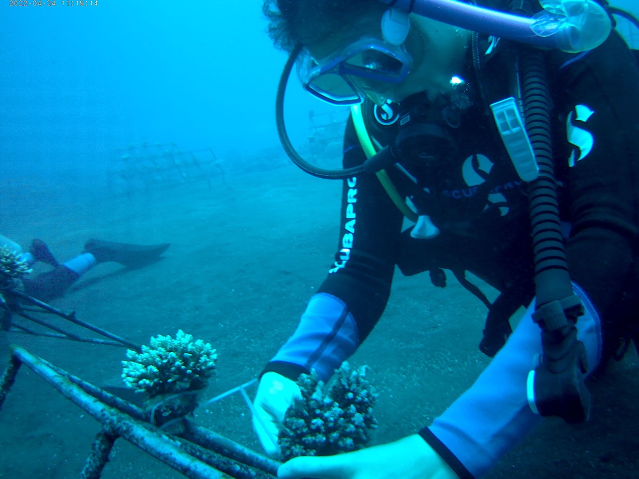 A diver works underwater to deploy a coral reef structure. 