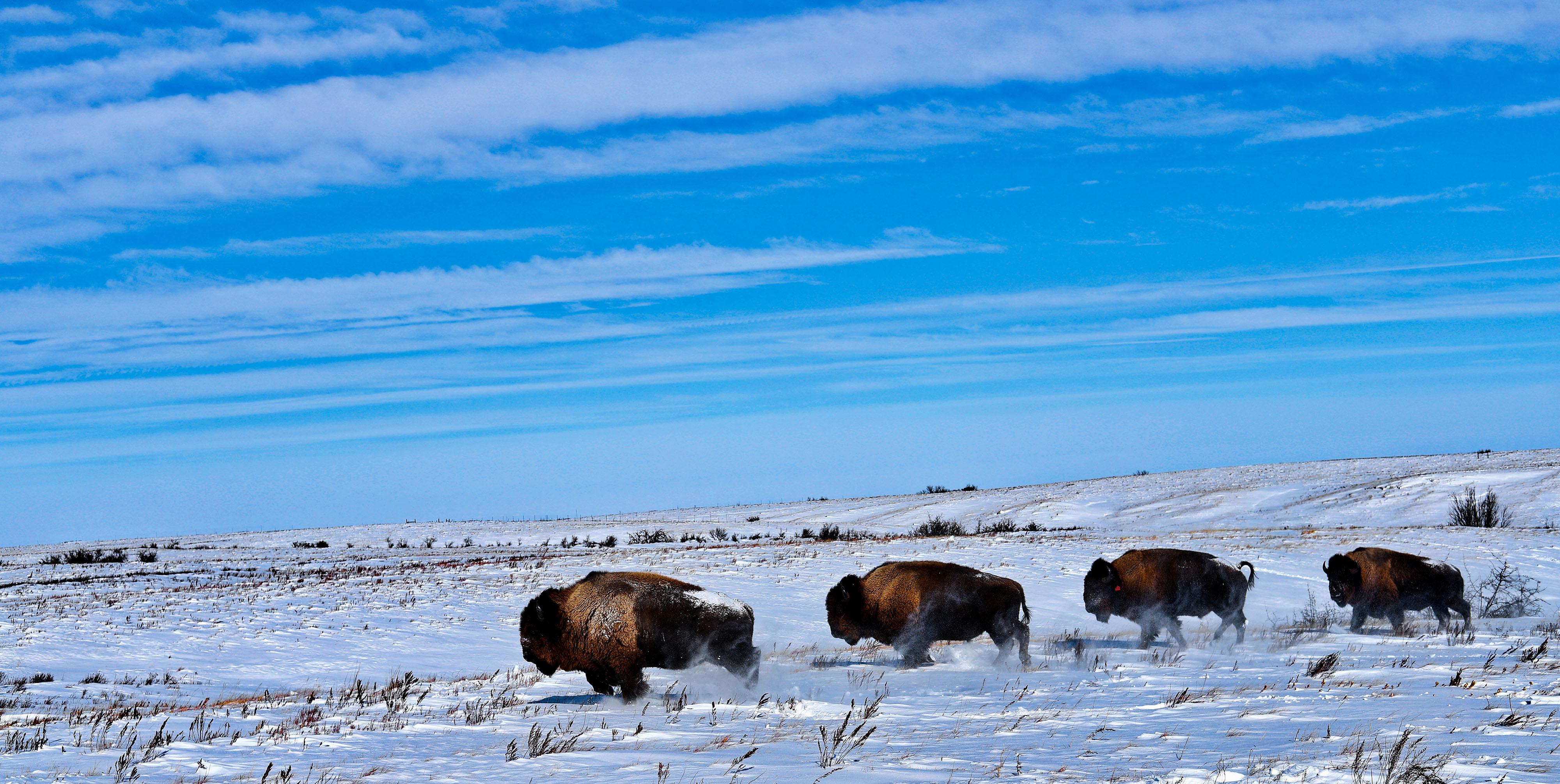 Bison run across the snowy plains on a clear day.