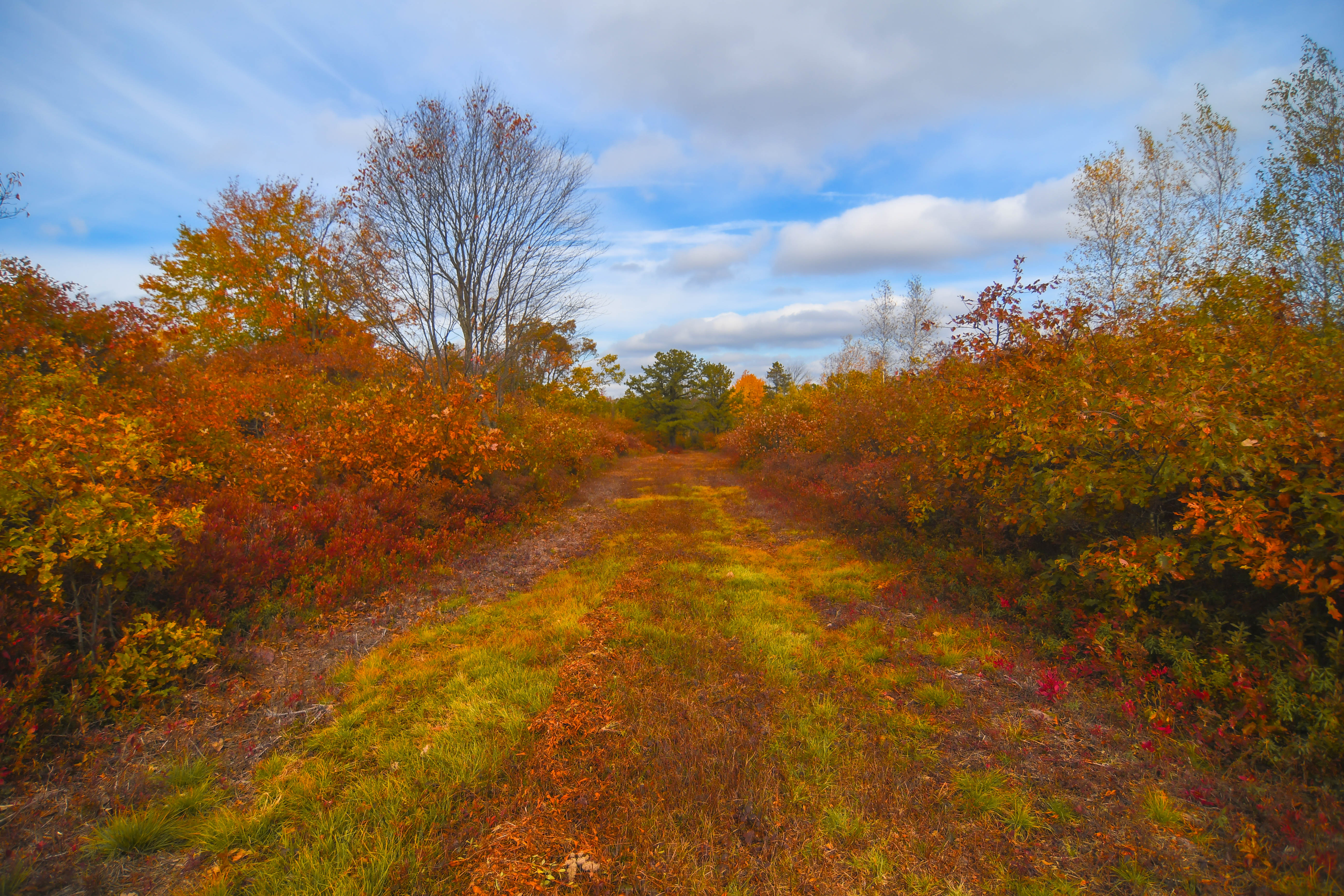 A cleared path cuts through a field dense with orange, yellow, and red fall colored growth.