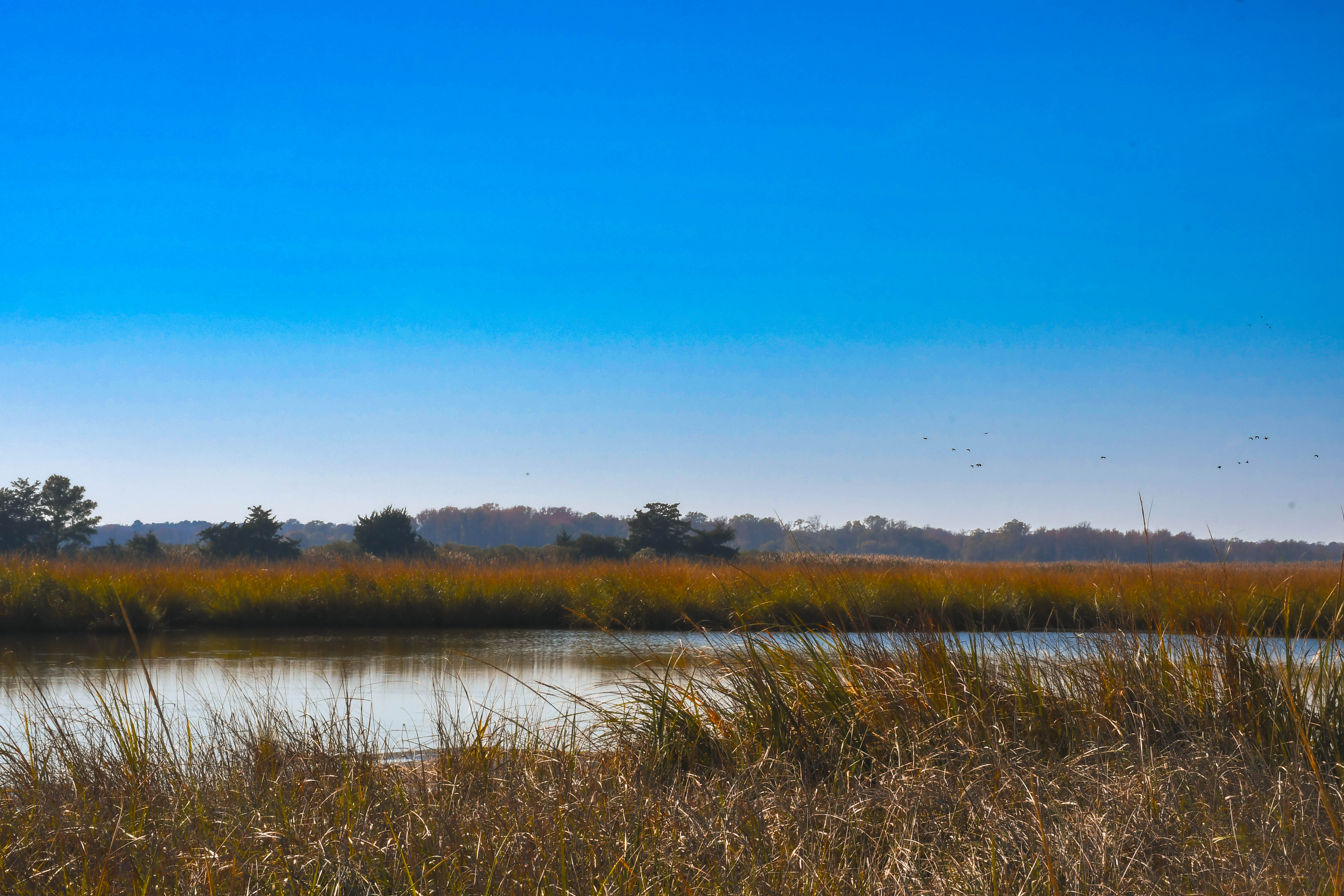 A view of a marsh with tall brown grass growing around the perimeter.
