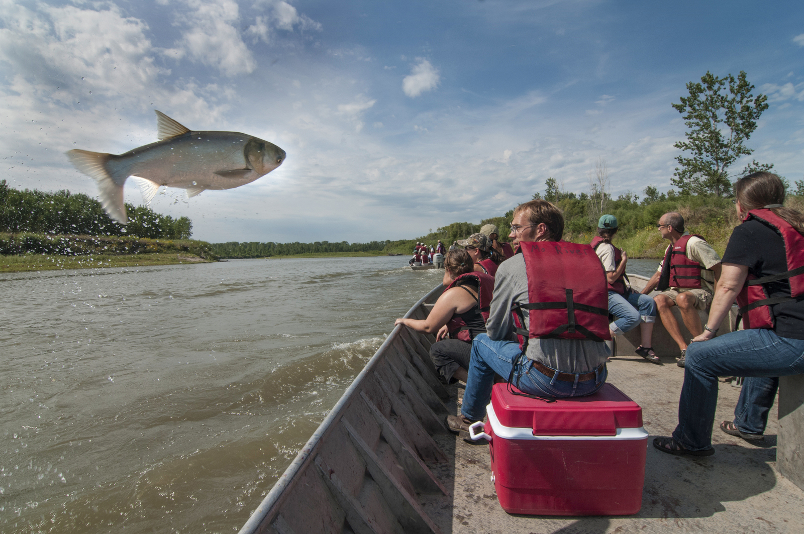 An invasive carp jumping out of the water near a boat on a river.