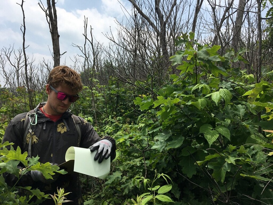 Eli Beech-Brown, 2023 STEP Program GIS technician intern, looks over his field notes while surrounded by green vegetation in the Allegheny Highlands. 