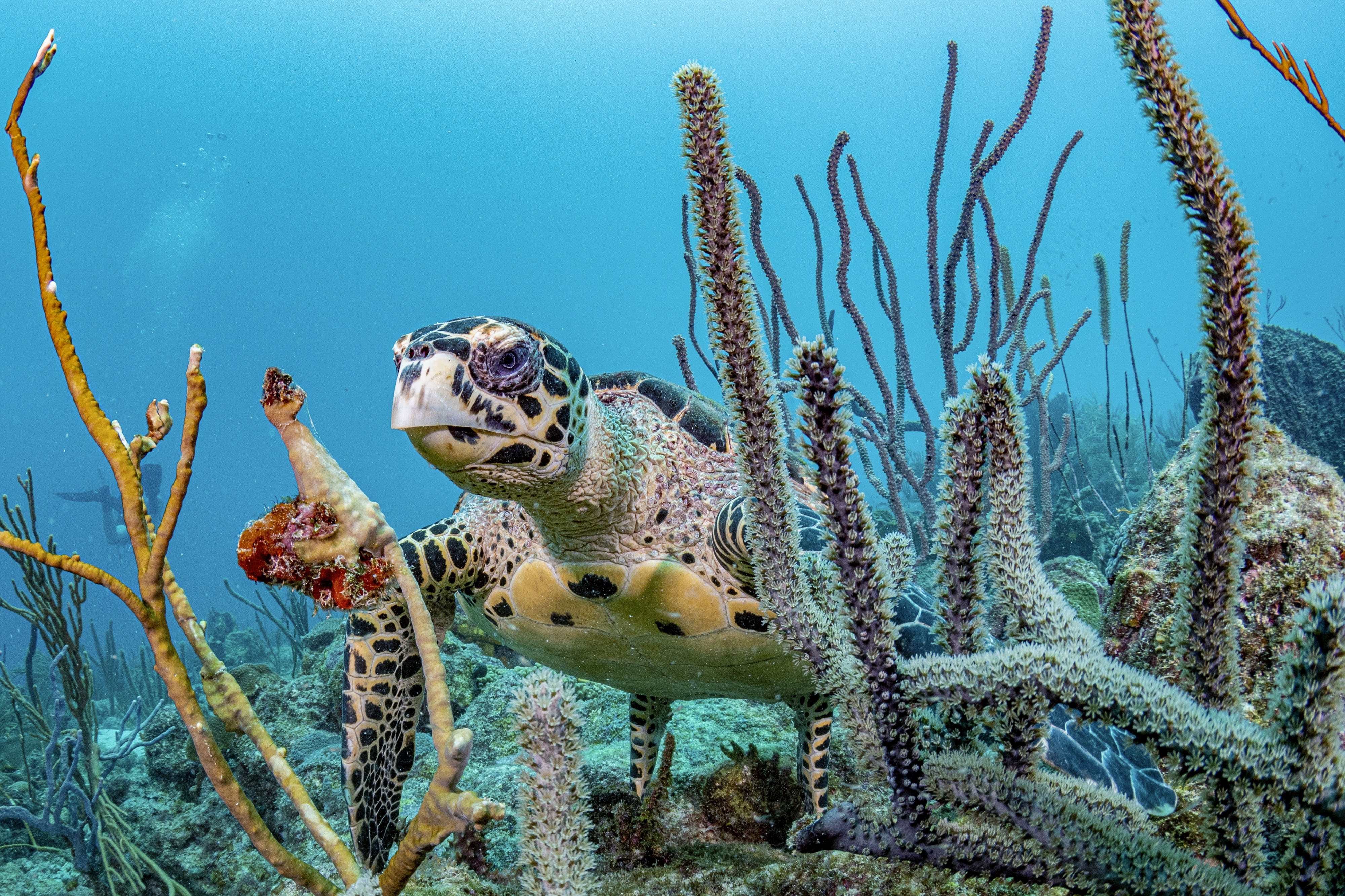 A turtle swims though a reef.