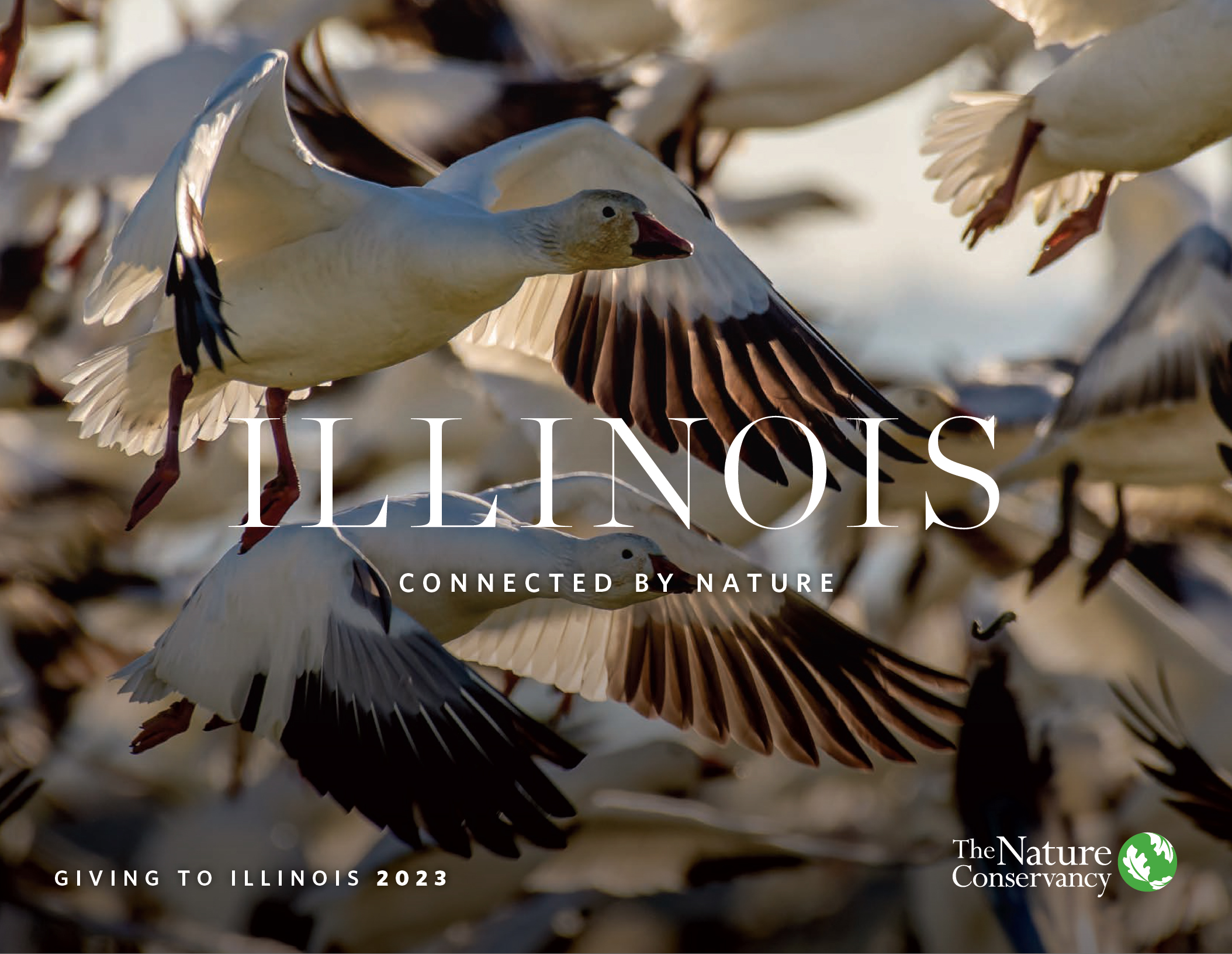 No matter where you are in Illinois—whether walking along a tree-lined street or birdwatching in the prairie—here, we are all connected by nature.